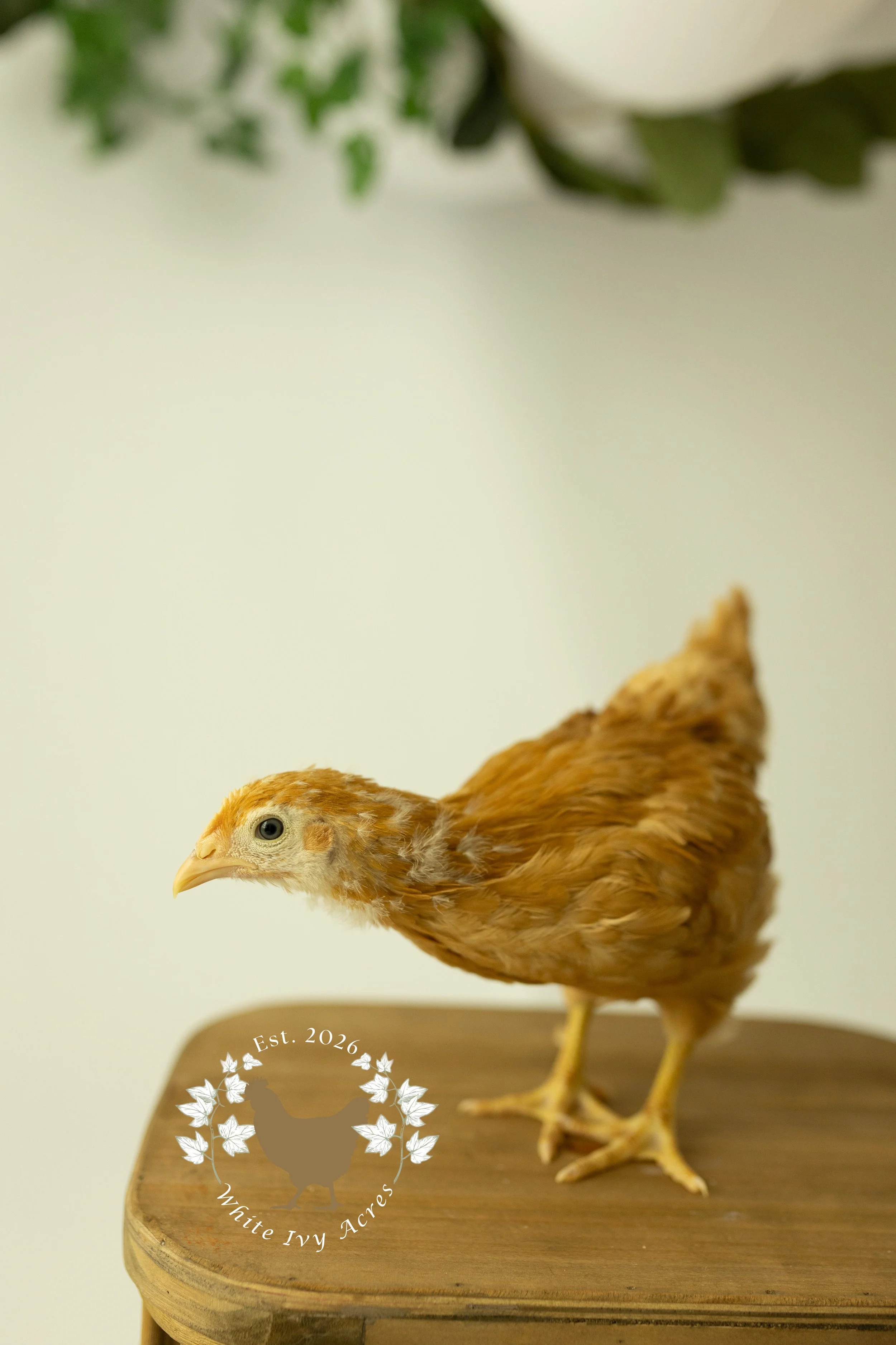 Pullets (Female Chicks)