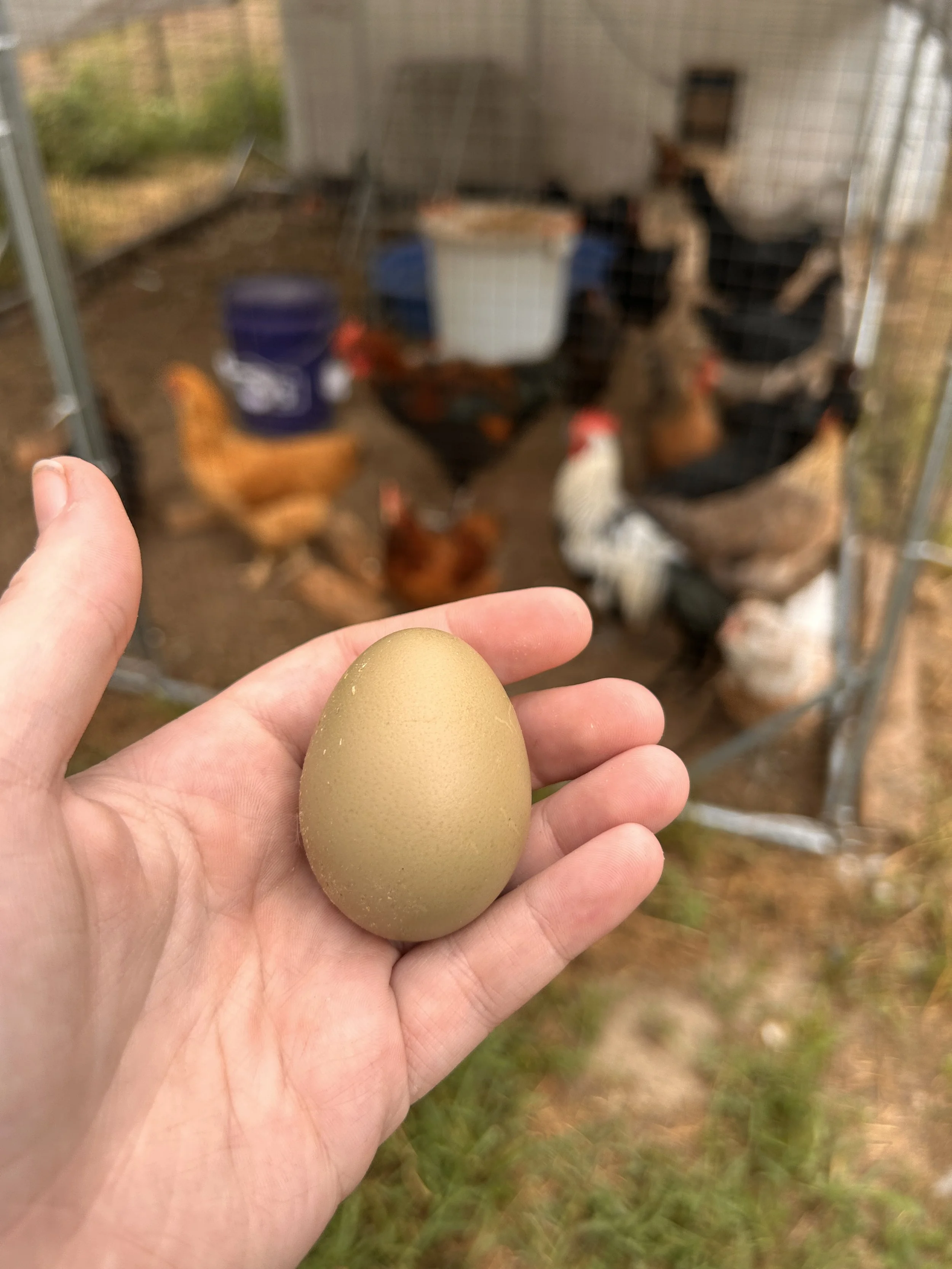 Create your own Dozen Hatching Eggs