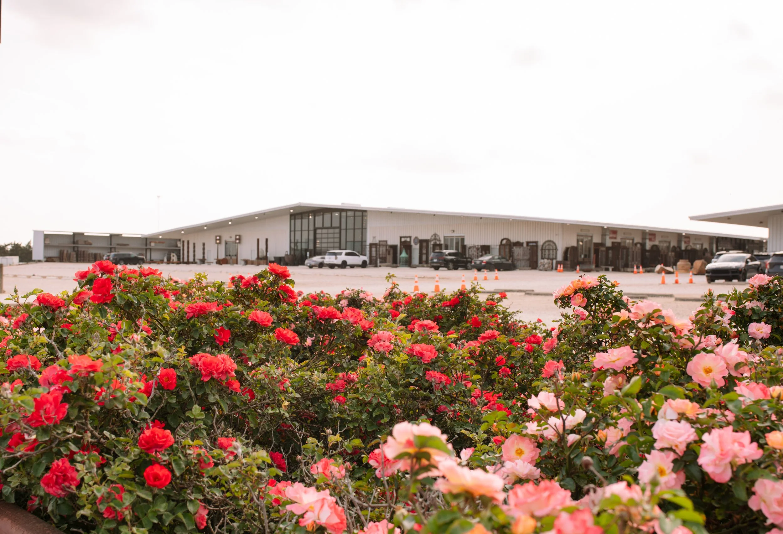 Rose bushes in bloom outside Market Hill, the antiques complex home to DUO Modern