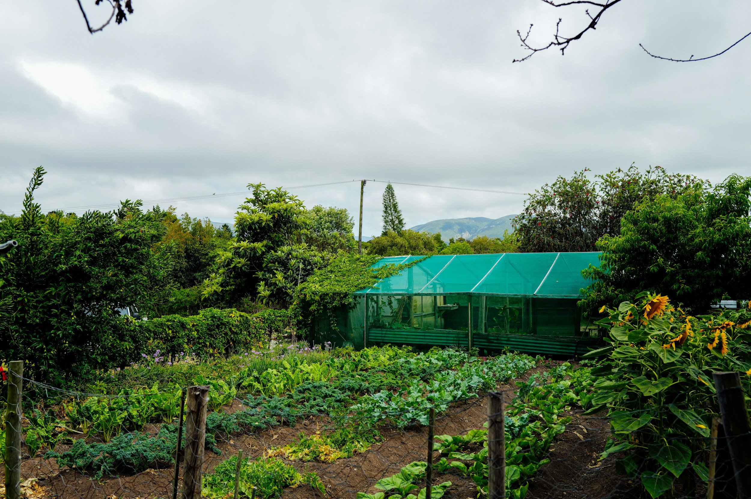 A vegetable garden with leafy greens and other plants, a greenhouse with a teal cover, surrounded by trees and bushes, mountains and cloudy sky in the background.
