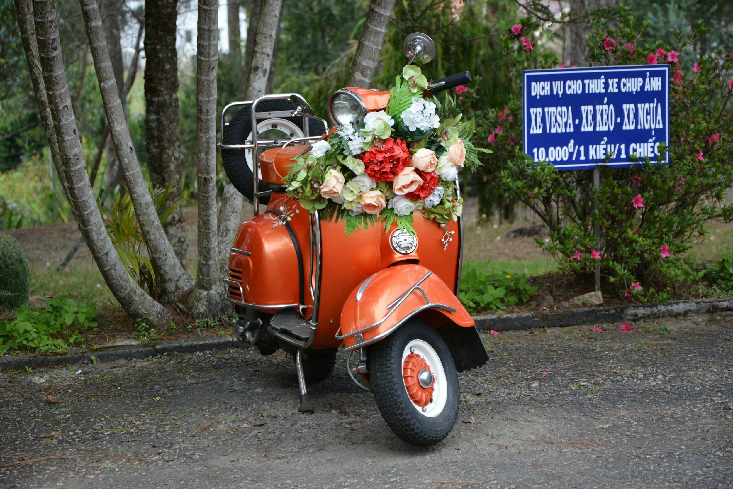 Orange vintage scooter decorated with a large flower arrangement including white and red flowers, parked near trees and bushes, with a blue sign in Vietnamese advertising scooter rental for photography for 10,000 Vietnamese dong per scooter.