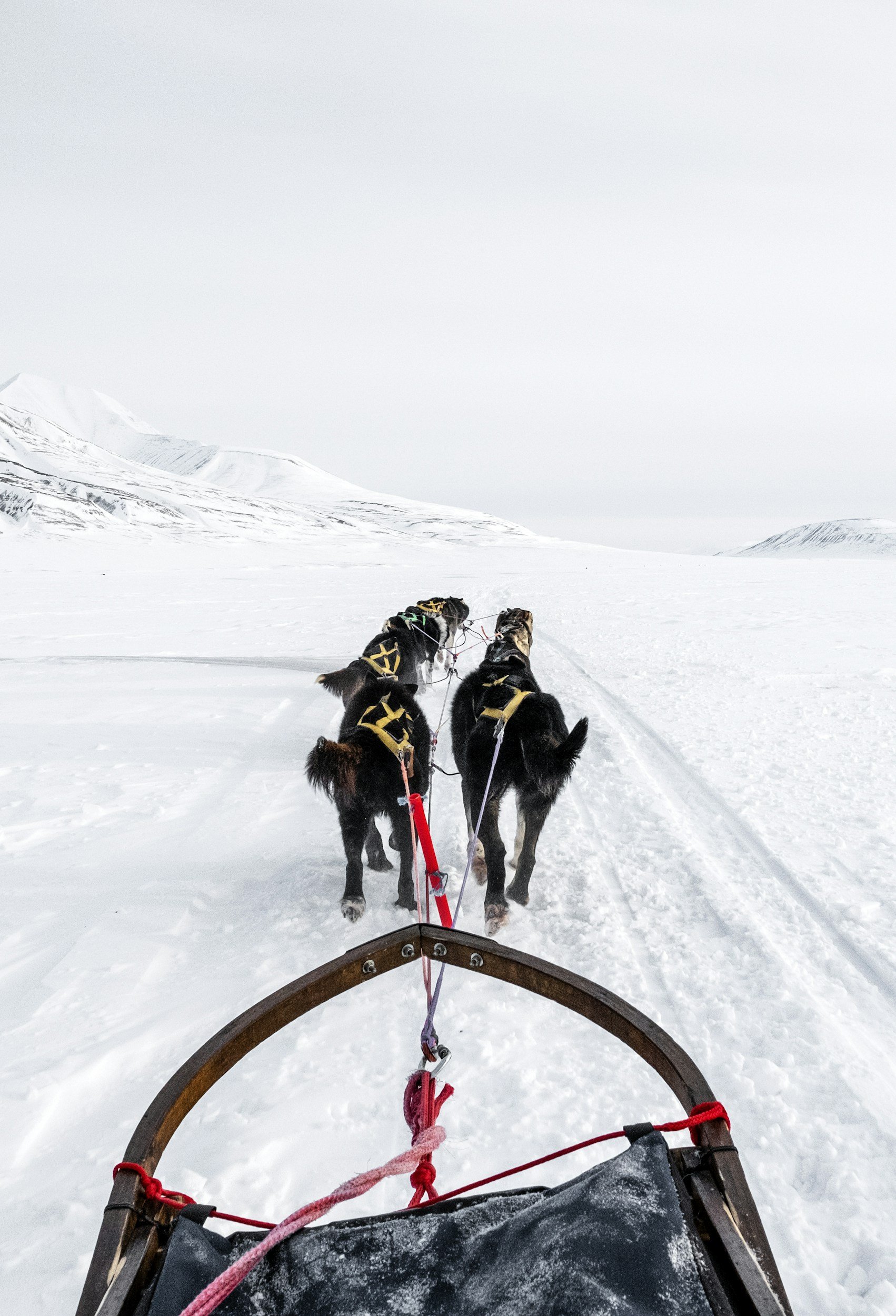 View from a sled capturing a team of sled dogs pulling through a snowy, mountainous landscape under a cloudy sky.