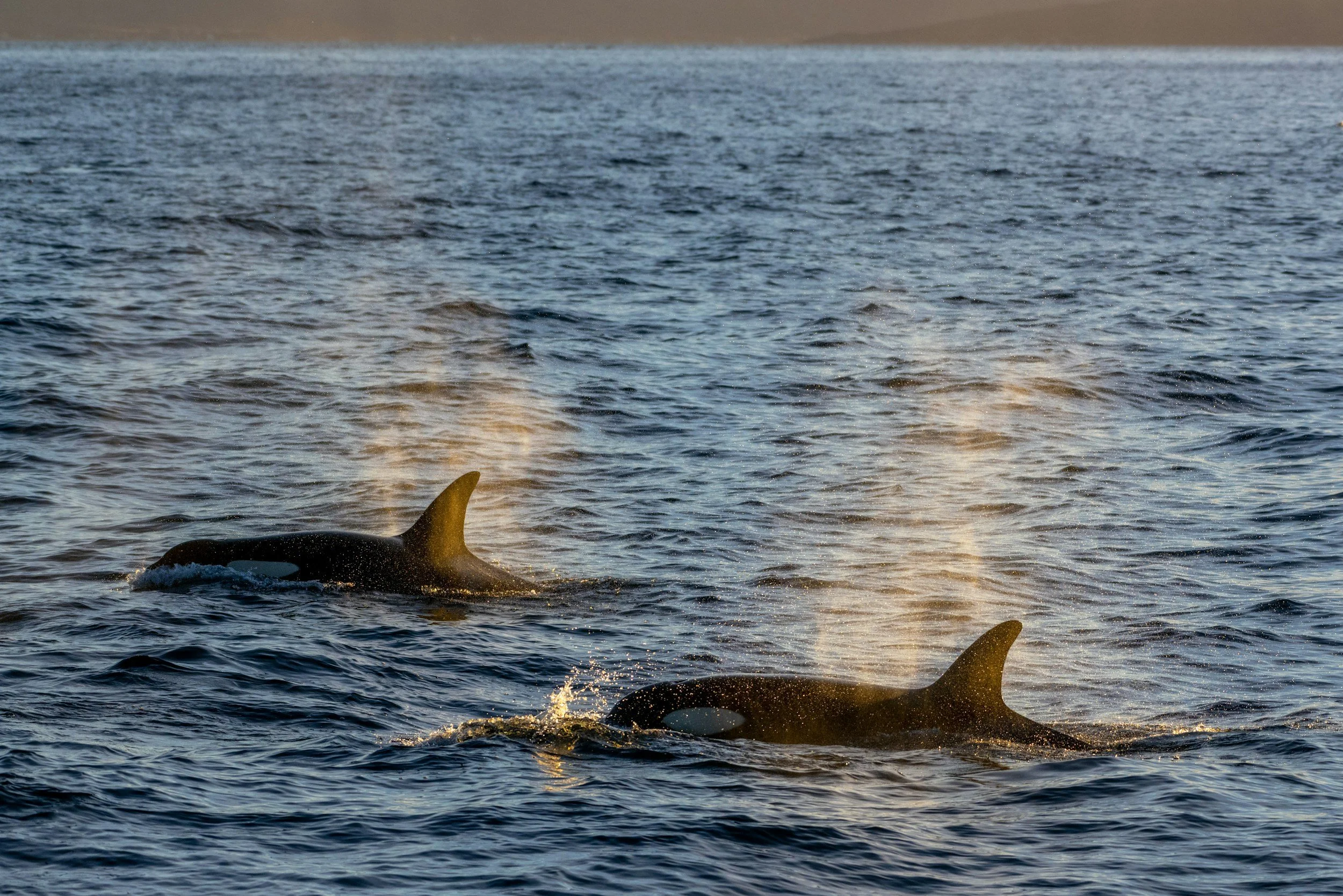 A whale's fin emerges from the water with the sea and distant shoreline in the background.