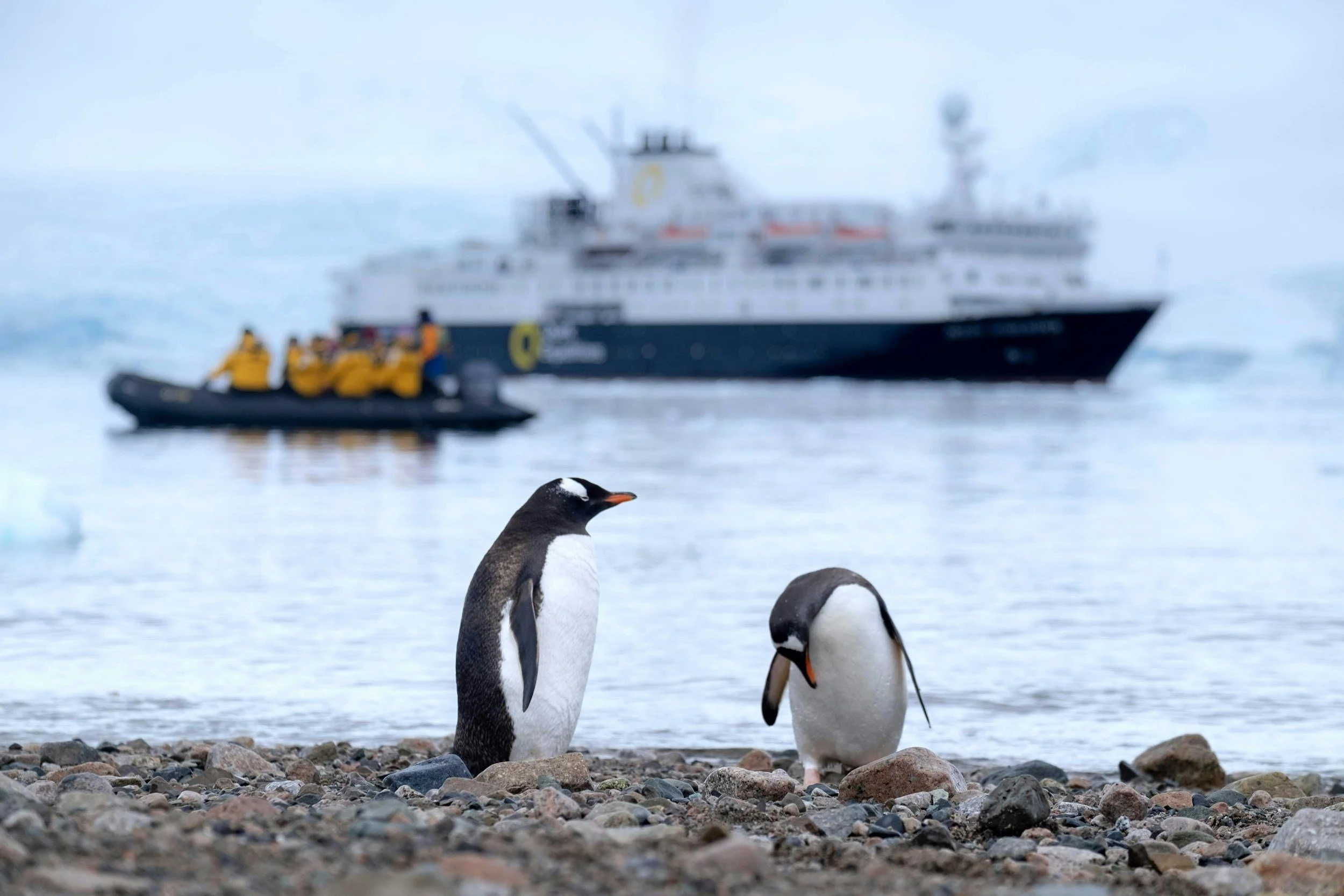 Three penguins standing on a rocky shoreline near the water, with an iceberg and a large ship in the background.