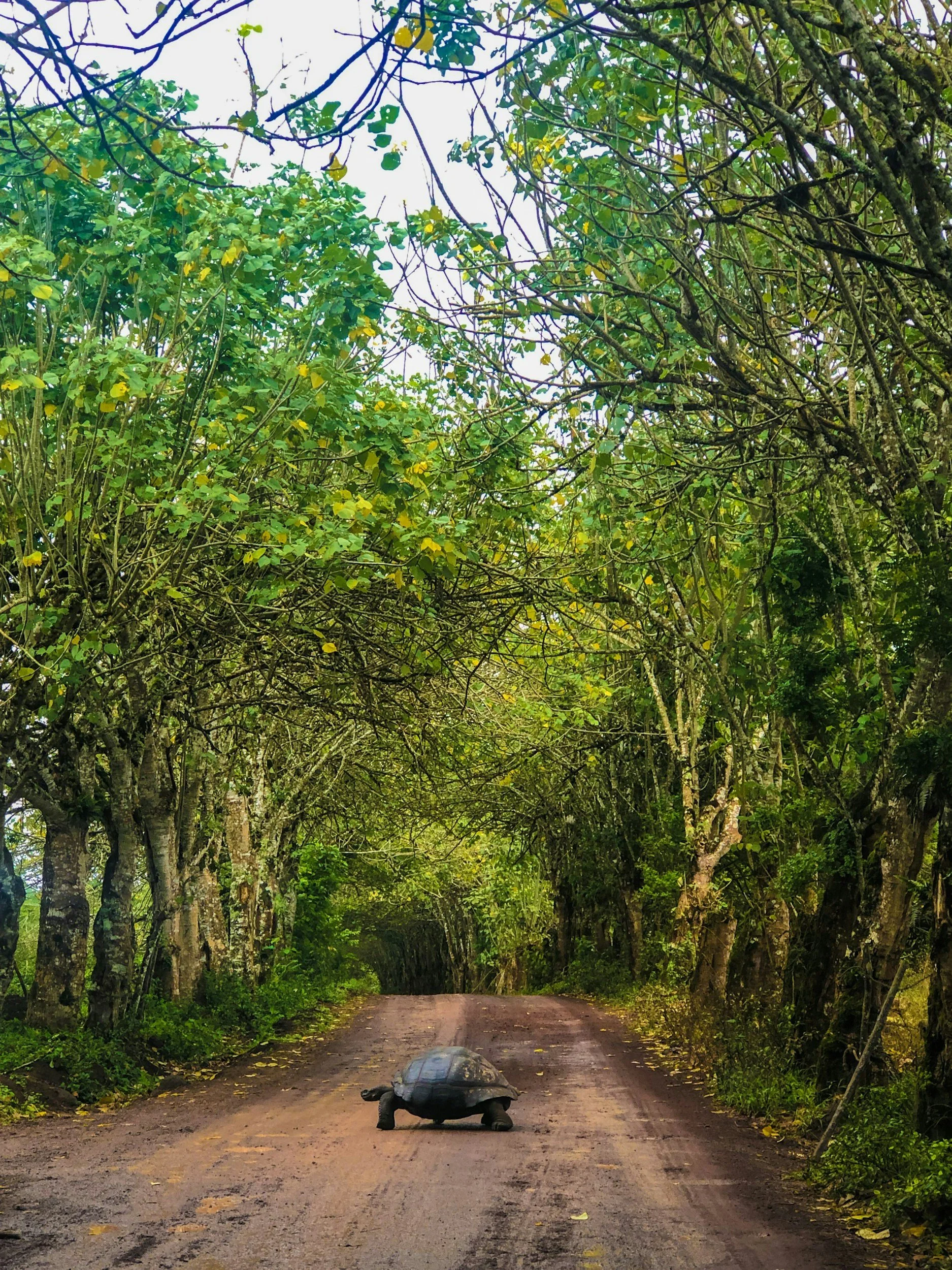 A turtle crossing a dirt road surrounded by lush green trees.