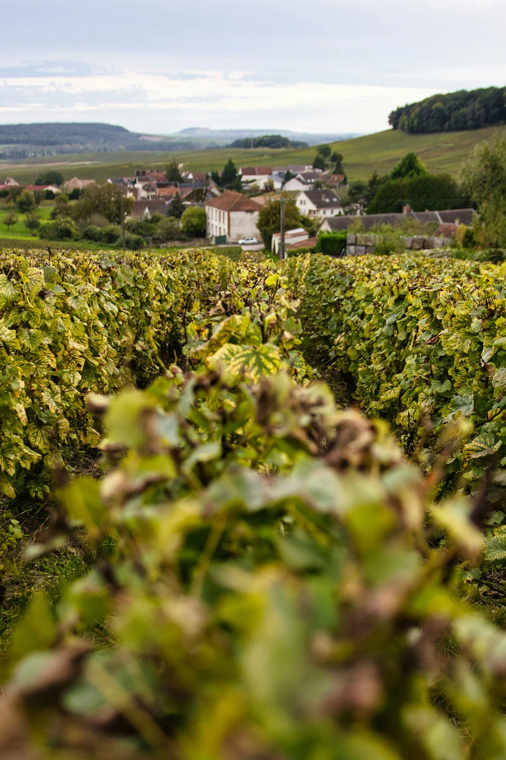 A vineyard with rows of grapevines in the foreground, a small village with houses in the middle ground, and rolling hills with greenery and patches of forest in the background under a partly cloudy sky.