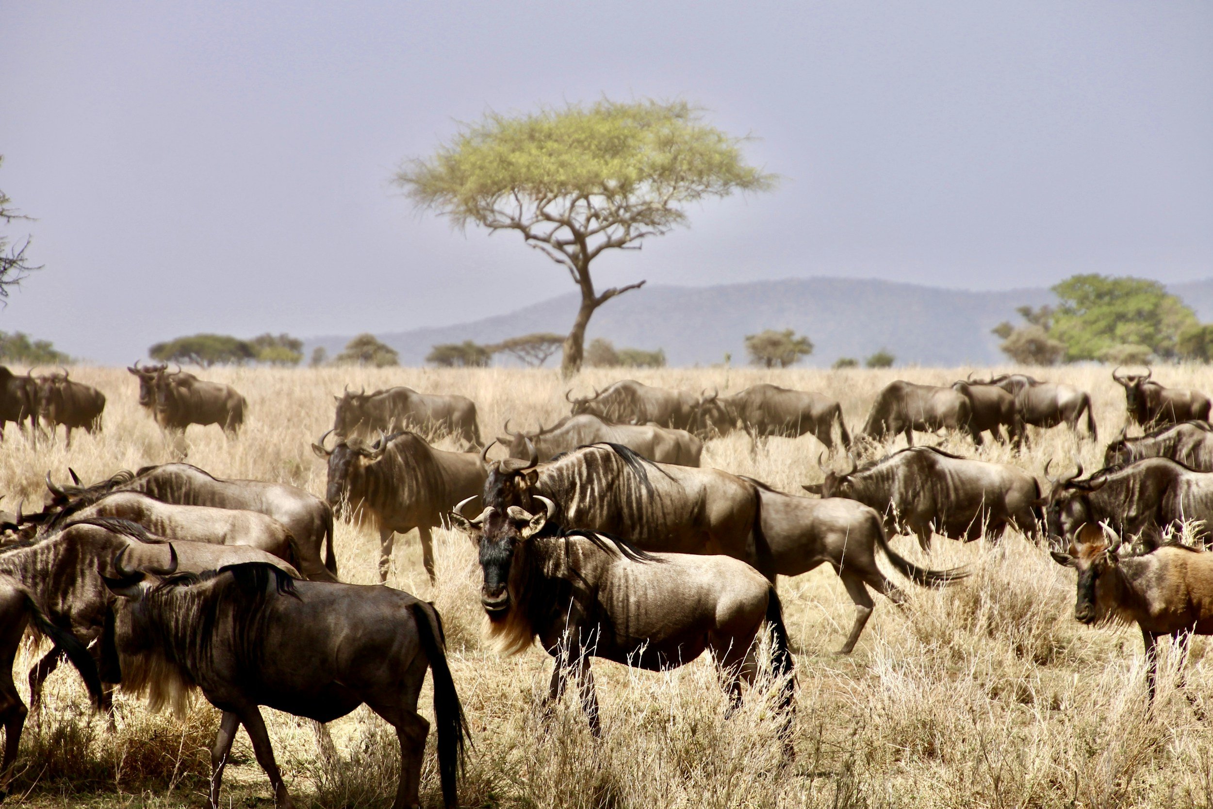 A herd of wildebeest grazing in an open savannah with a solitary tree and distant mountains in the background.