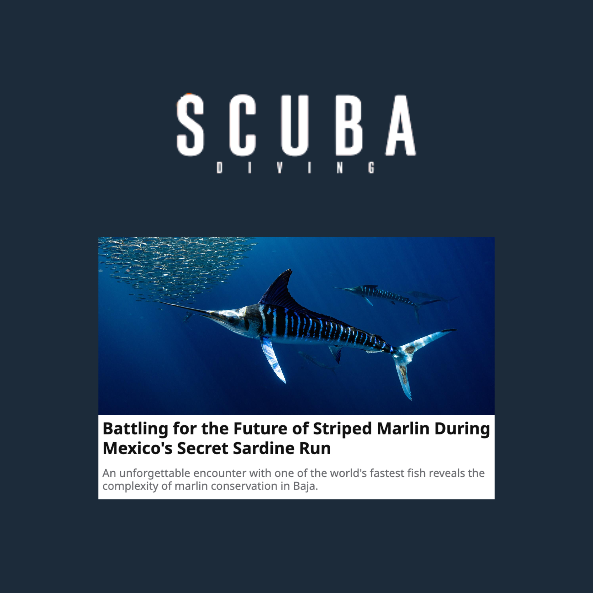 A large marlin fish with striking black and white stripes swimming underwater, with smaller fish in a school above and around it, during a deep-sea ocean expedition.
