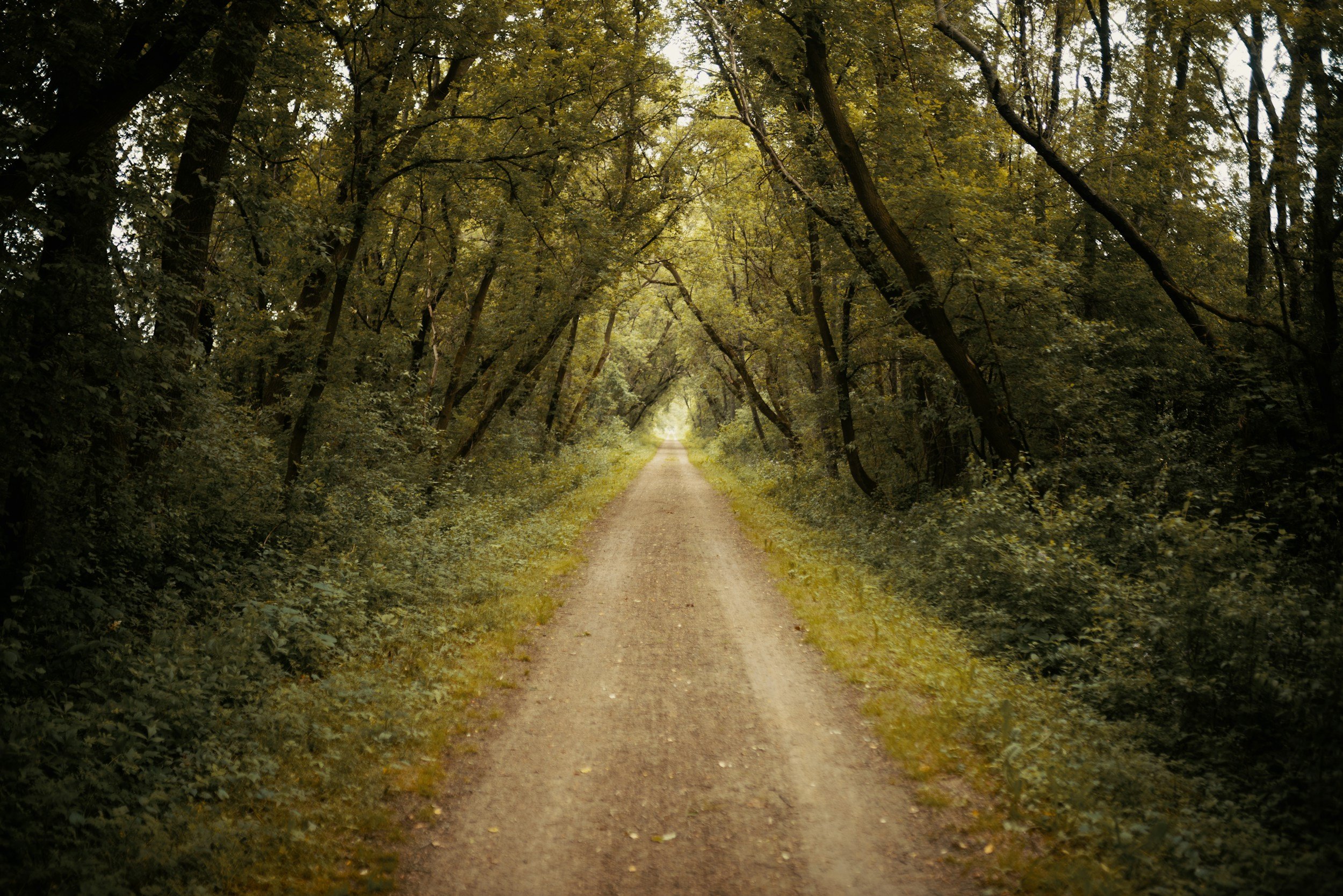 A straight dirt road running through a dense forest with trees arching overhead, creating a canopy. The scene is lush and green, suggesting a forest in late spring or summer.
