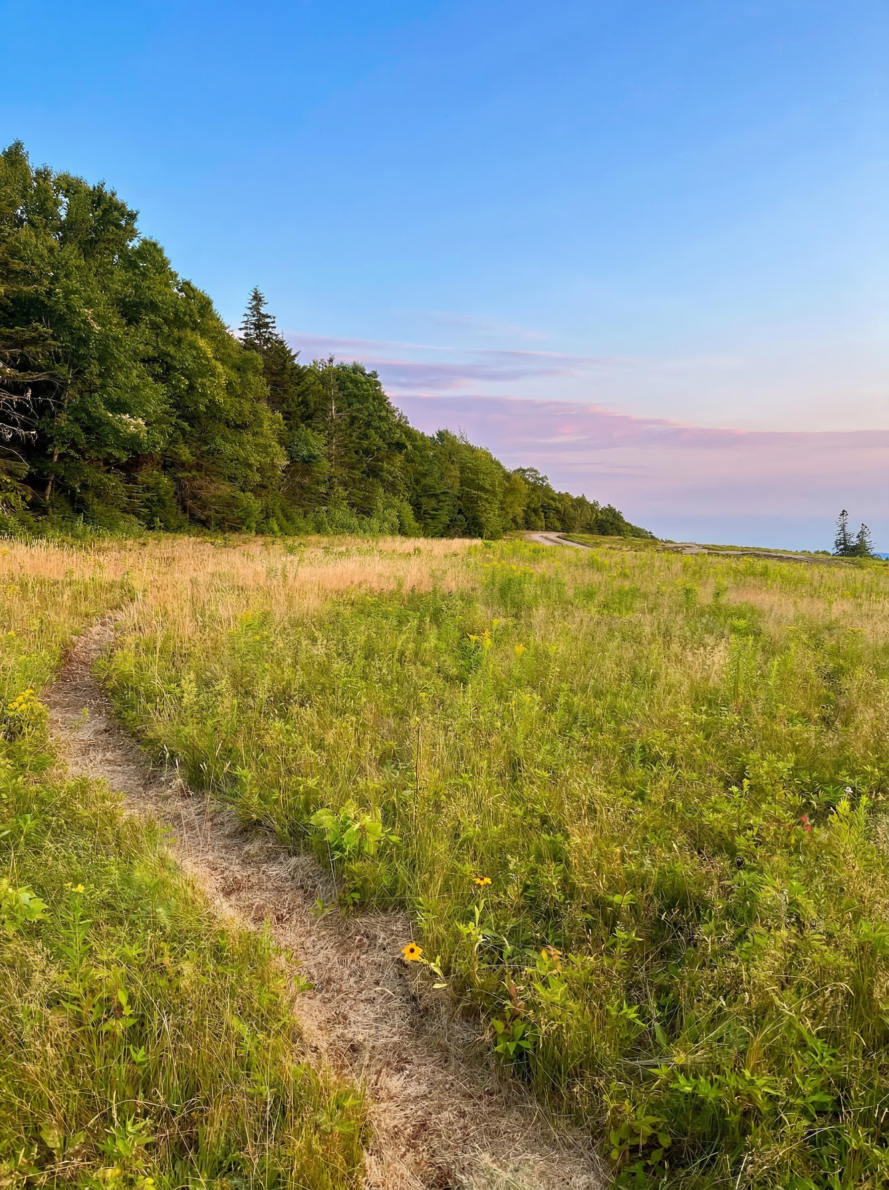 trail in field in Orland, Maine