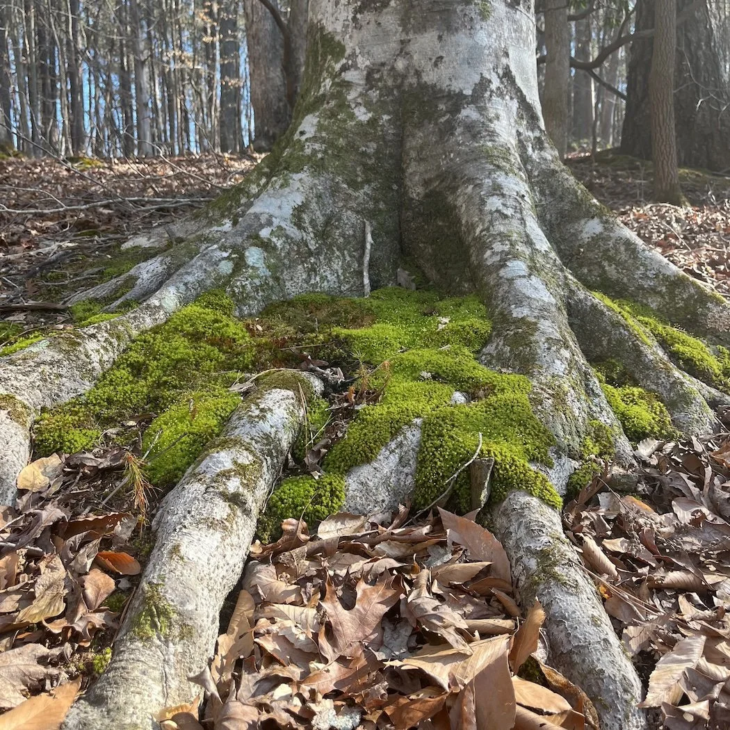 Forest Bathing