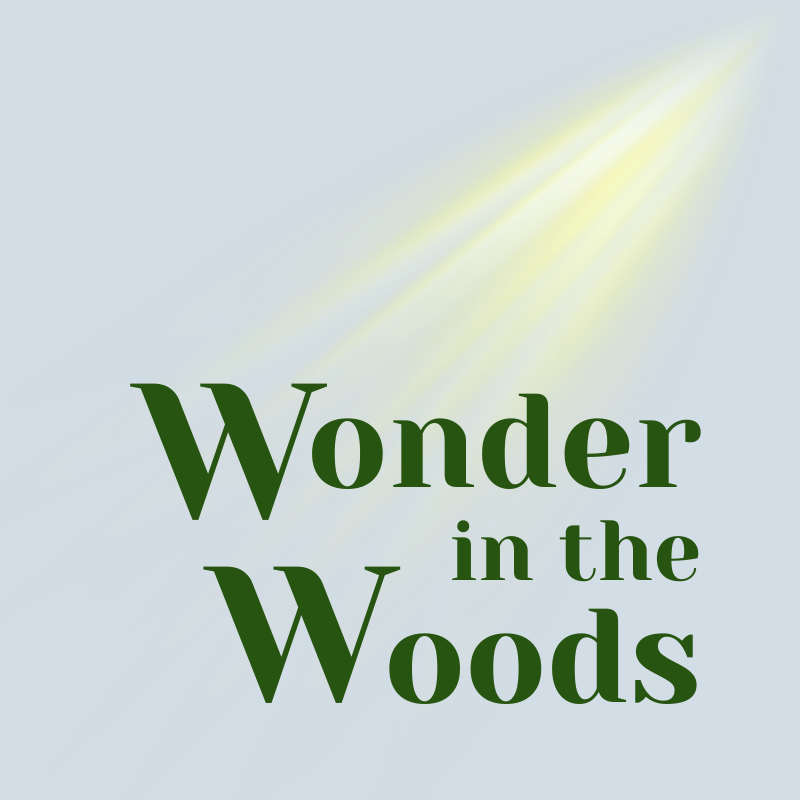 Wonder in the Woods Series