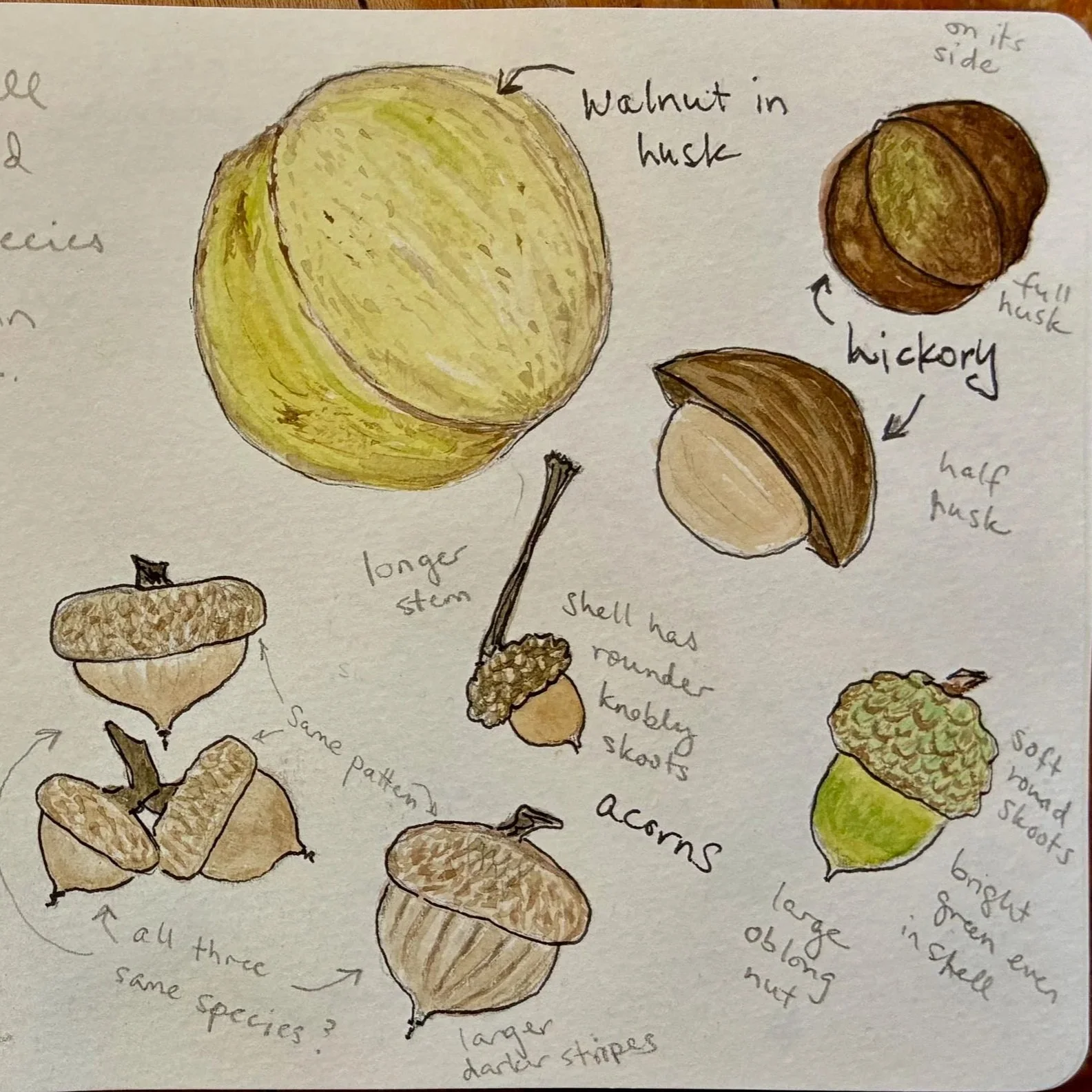 Nature Journaling
