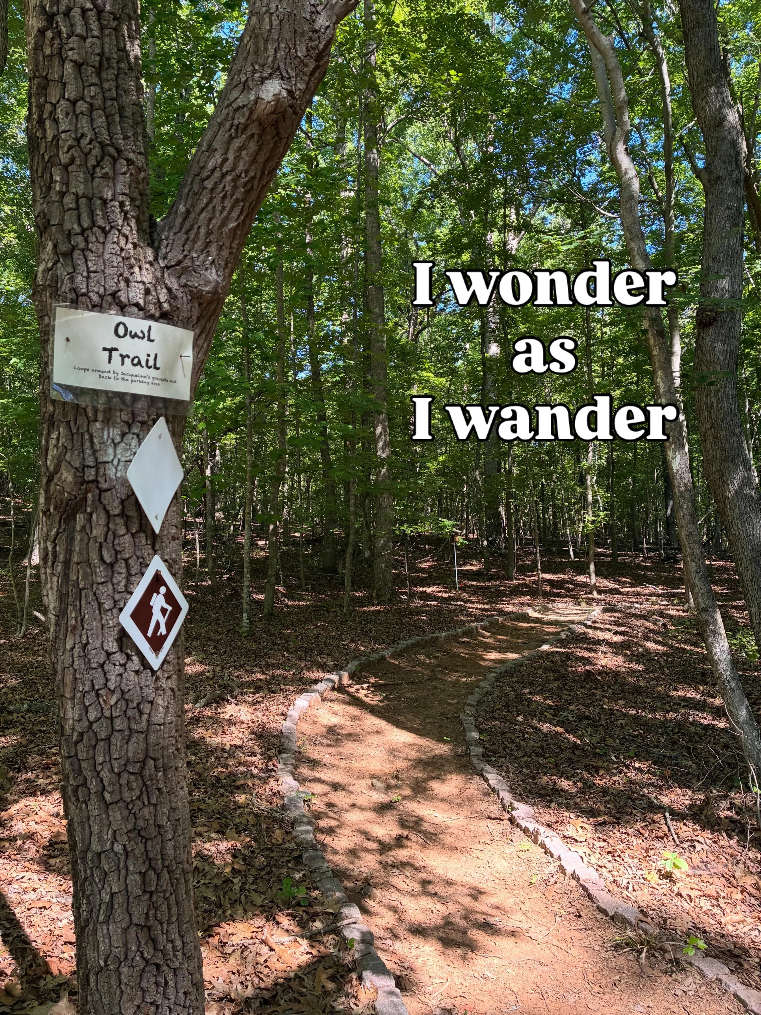 Join us this summer to reconnect with your own sense of wonder. thetreesdurham.org
