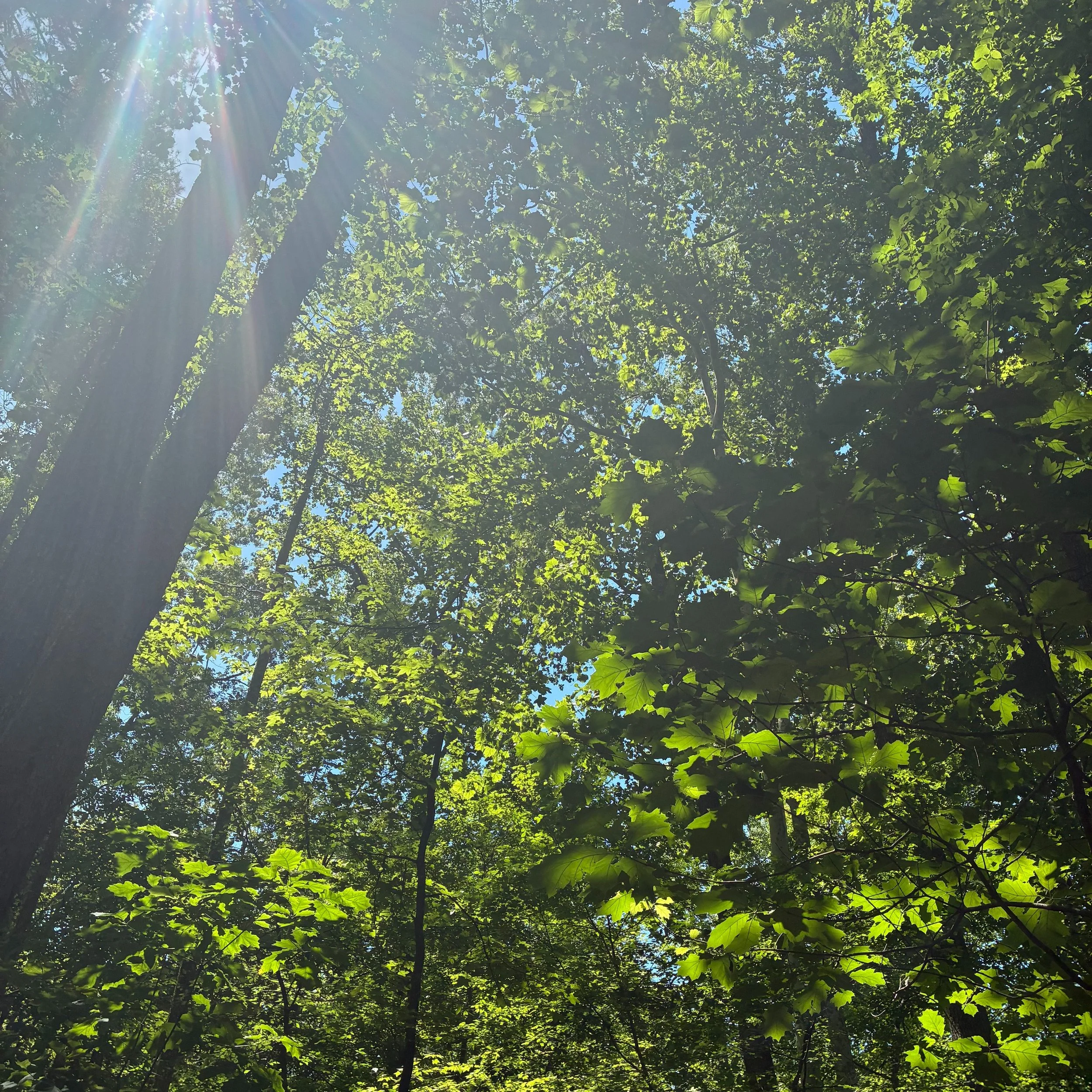 Ever in the Presence of the Holy

There are angels in the rain clouds.
Angels in the garden and in the sunlight.
There are angels in every part of the
natural world.
They are the living presence of the sacred
throughout all creation. 
My ancestors am