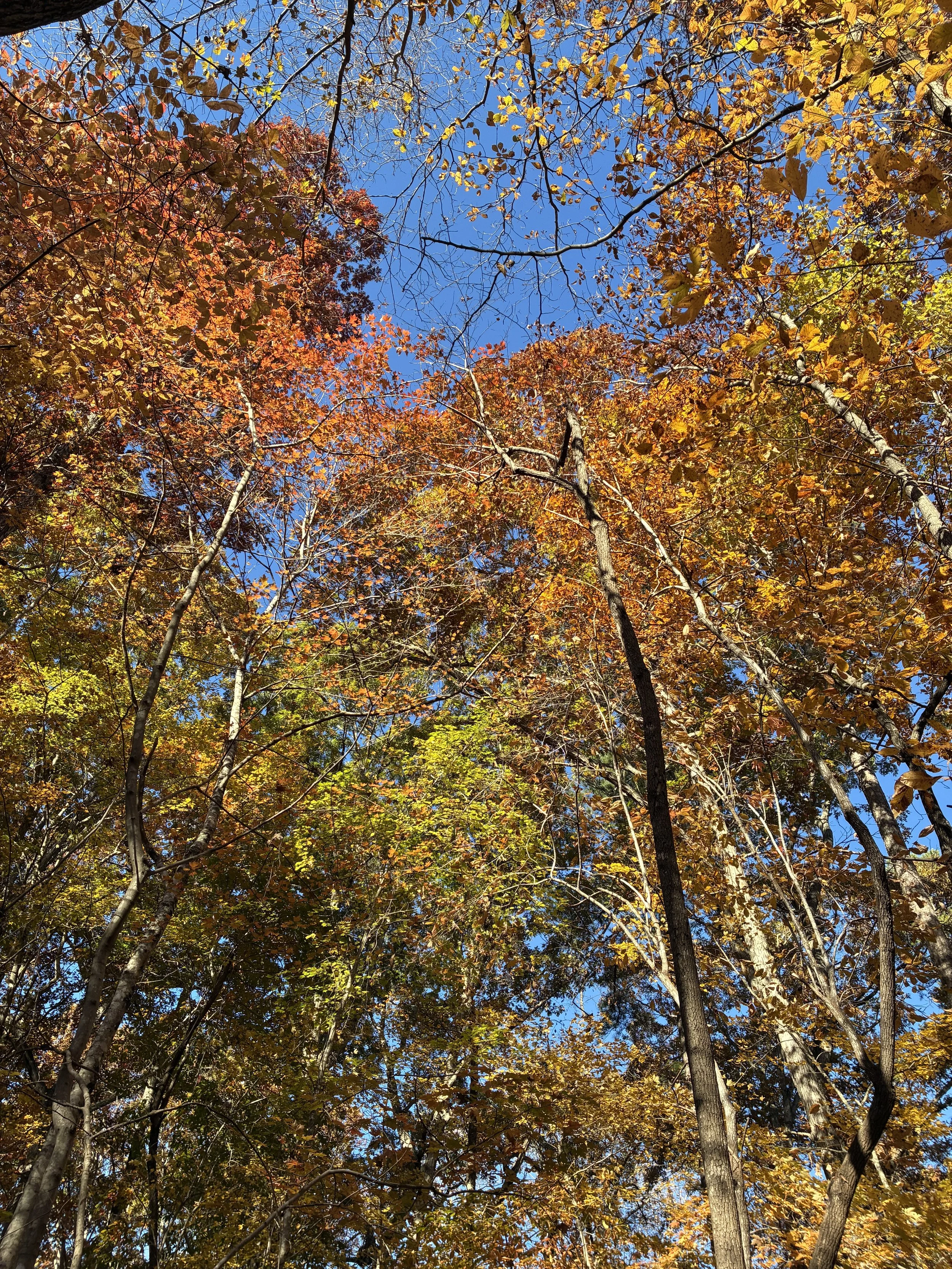 Forest Bathing