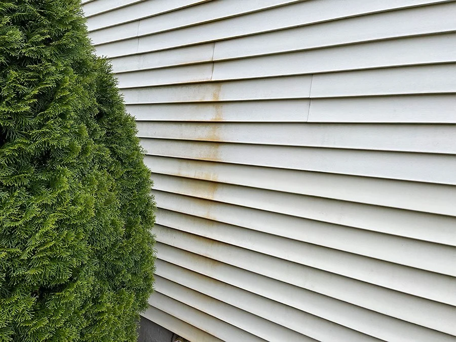 Green shrub next to a white house siding with rust stains.
