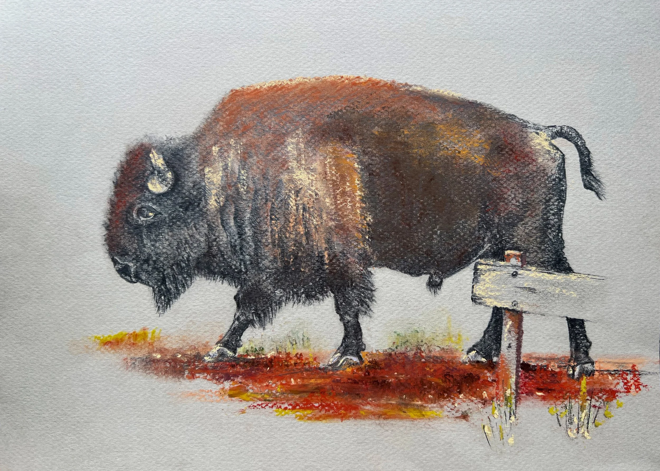 Caprock Bison