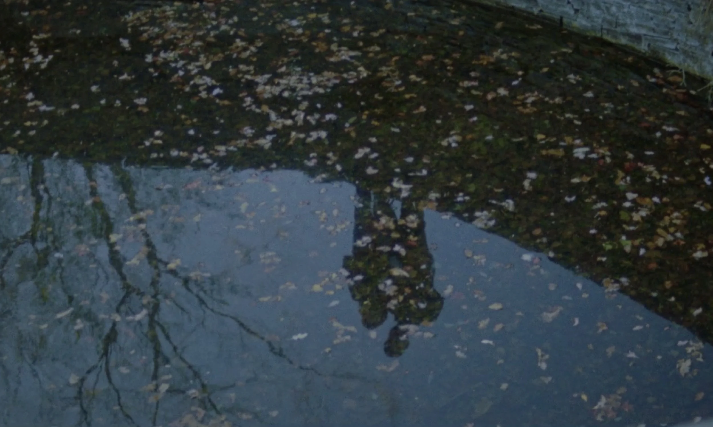 A reflection of trees and a building in a puddle of water, with scattered leaves on the ground.