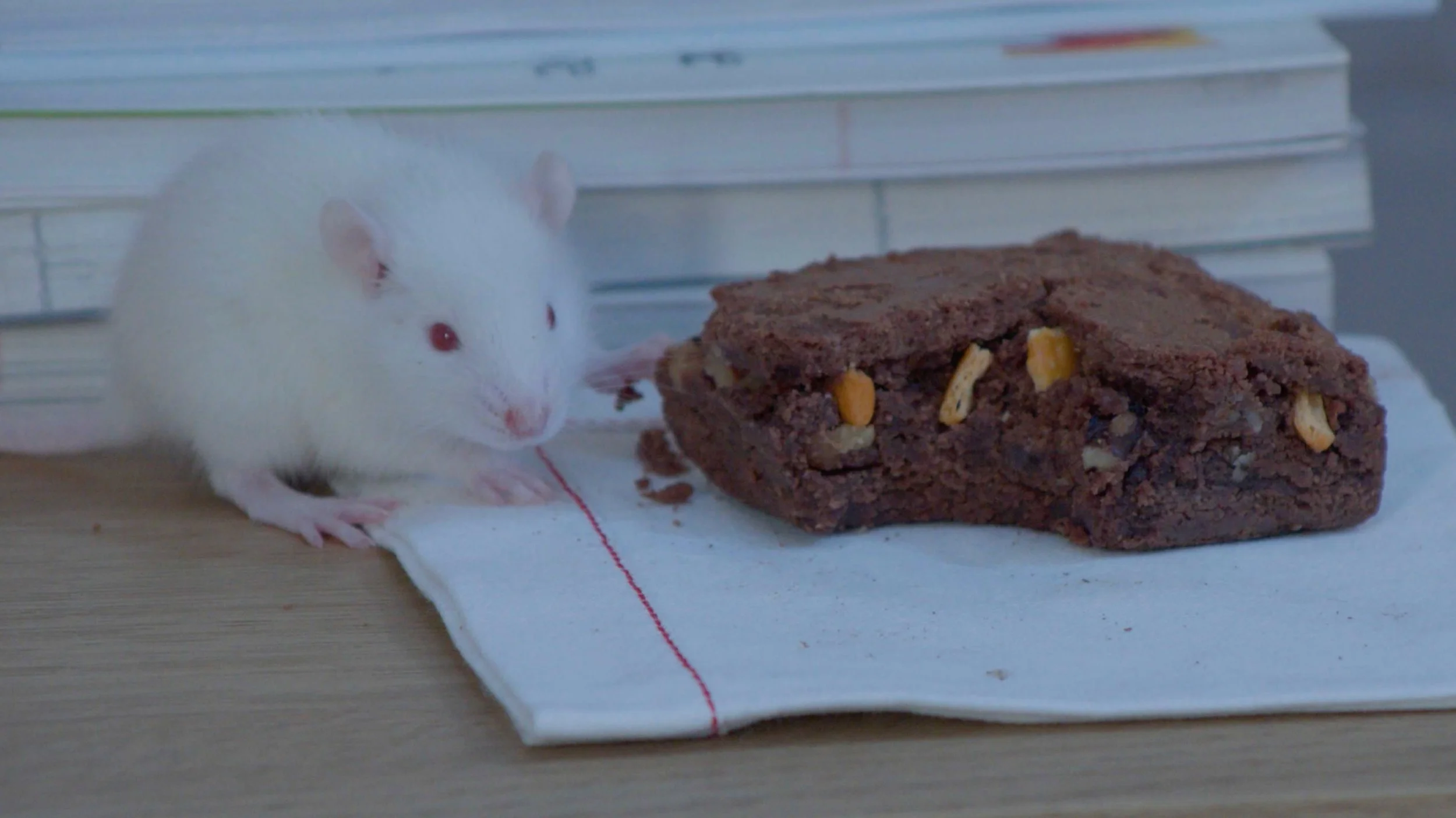 A white mouse with red eyes sitting on a white cloth next to a large piece of chocolate brownie with nuts.