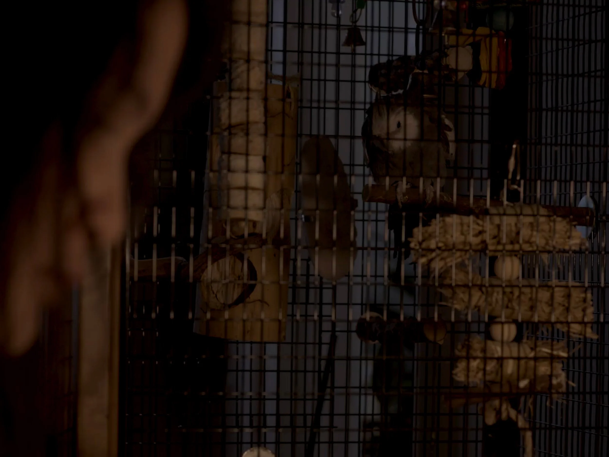 A small animal, possibly a rat, inside a wire cage with food and bedding material.