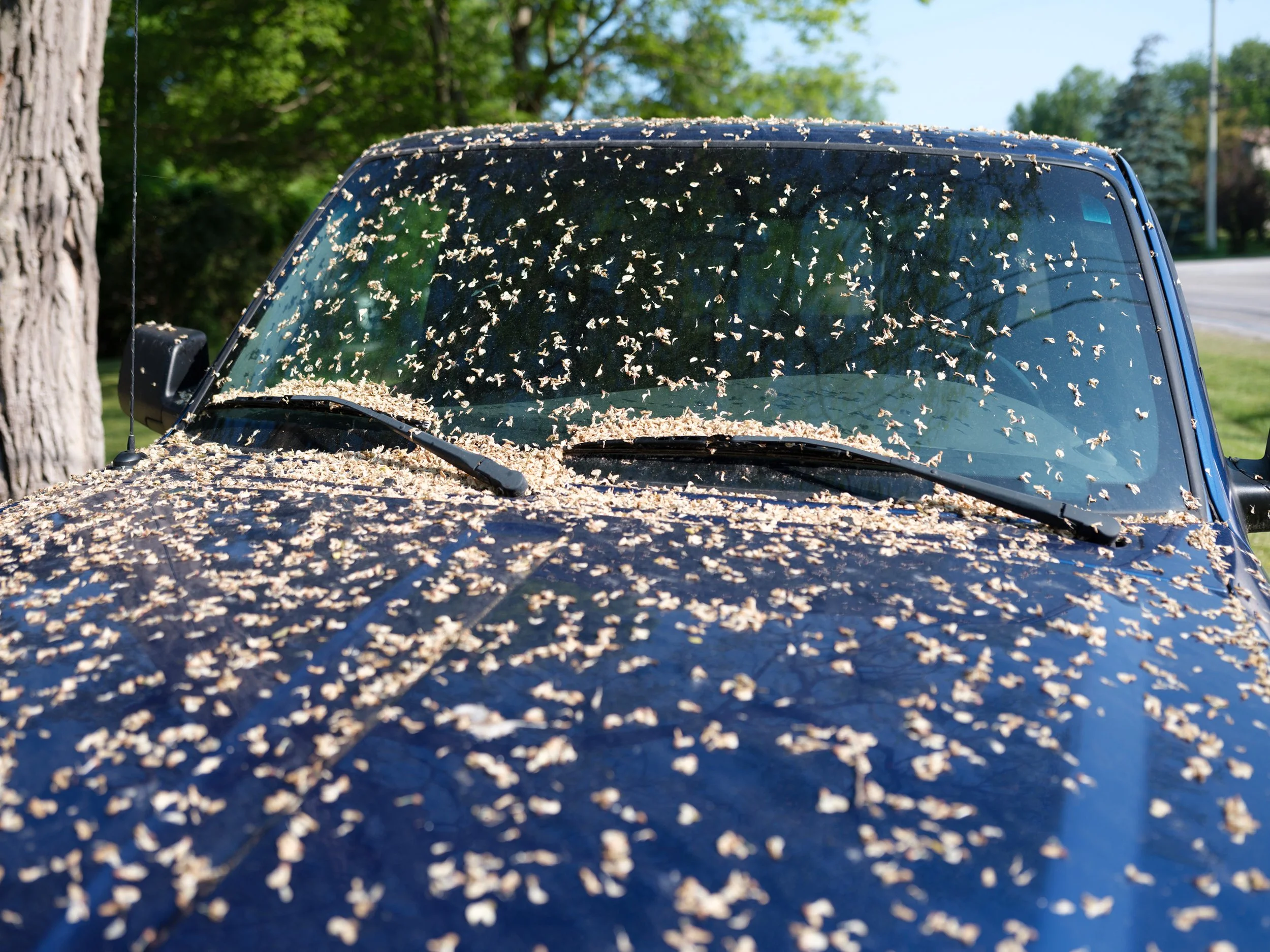 20 - Truck Windshield copy 214.jpg