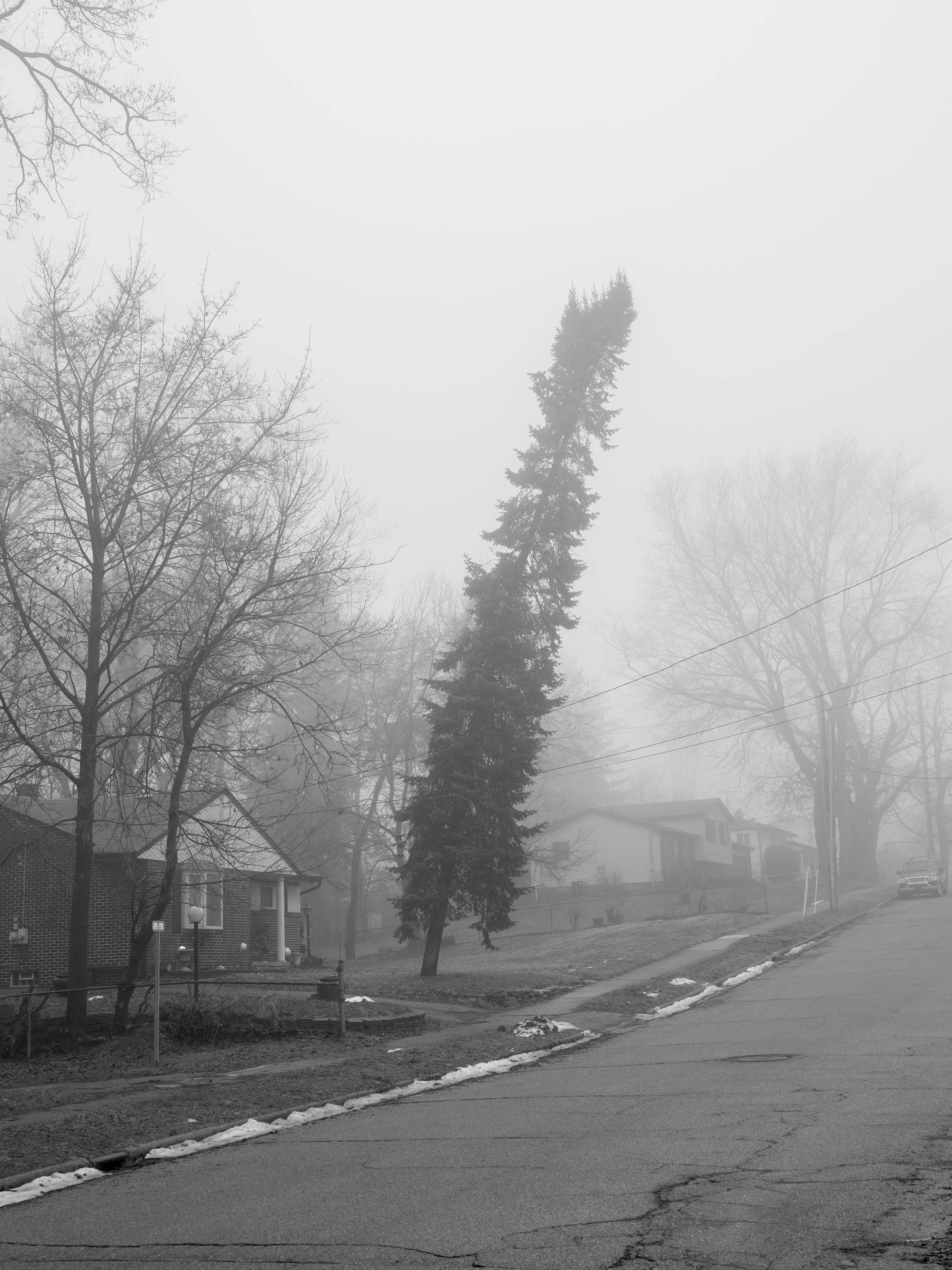 SuperTallTree copy 2.jpg