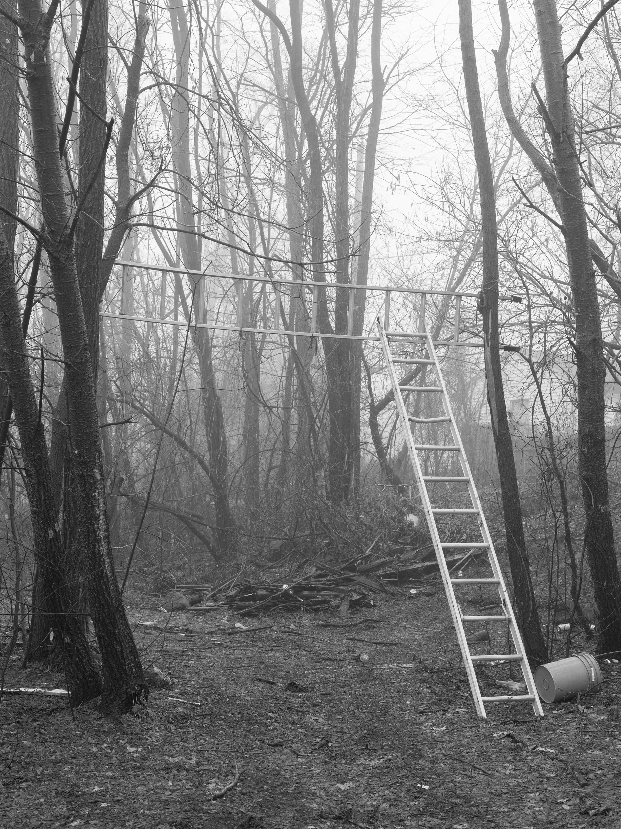 LaddersInTrees copy.jpg