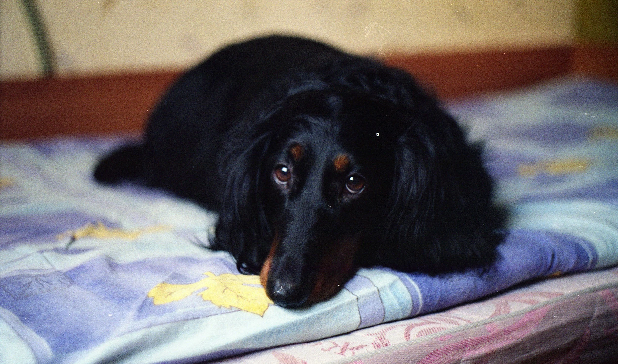 Dogs, At This Point Counseling