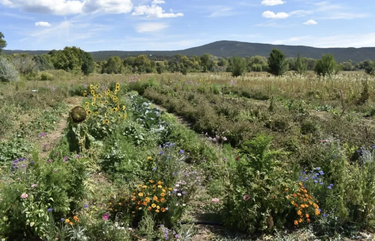 round-mountain-institute-regenerative-community-garden4.jpg