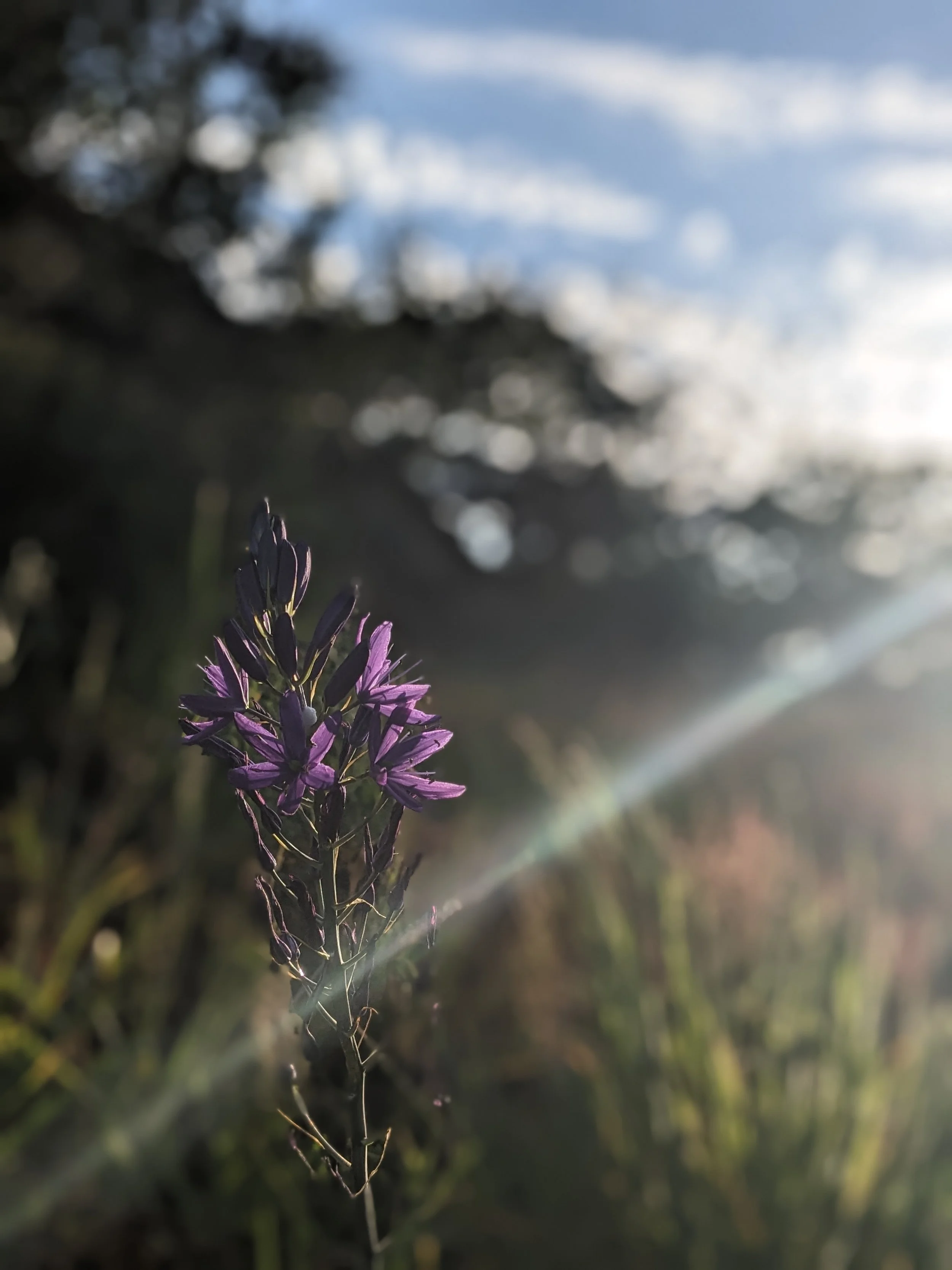 small camas flowers growing towards the sunlight.