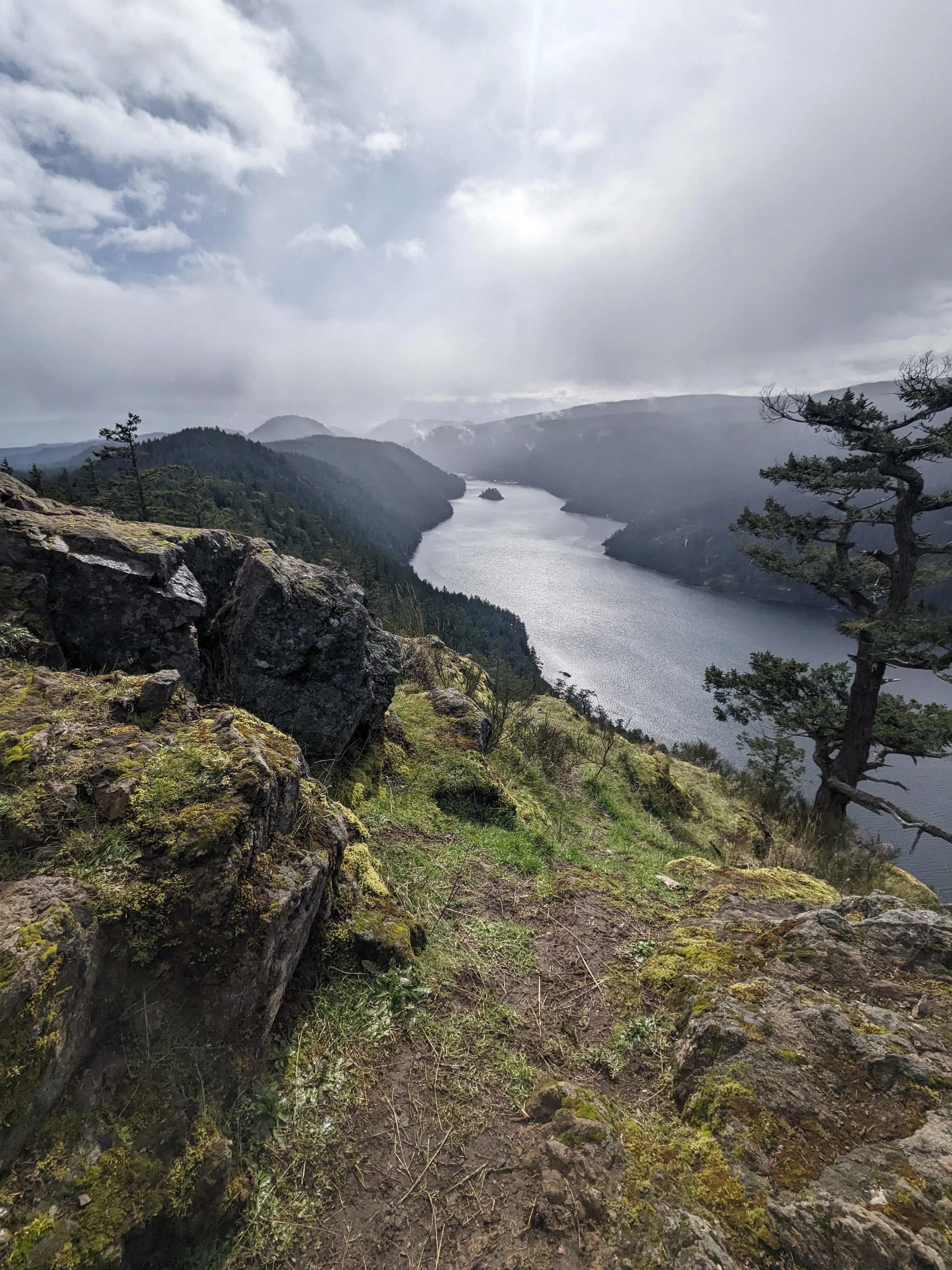 a single tree overlooking the ocean.