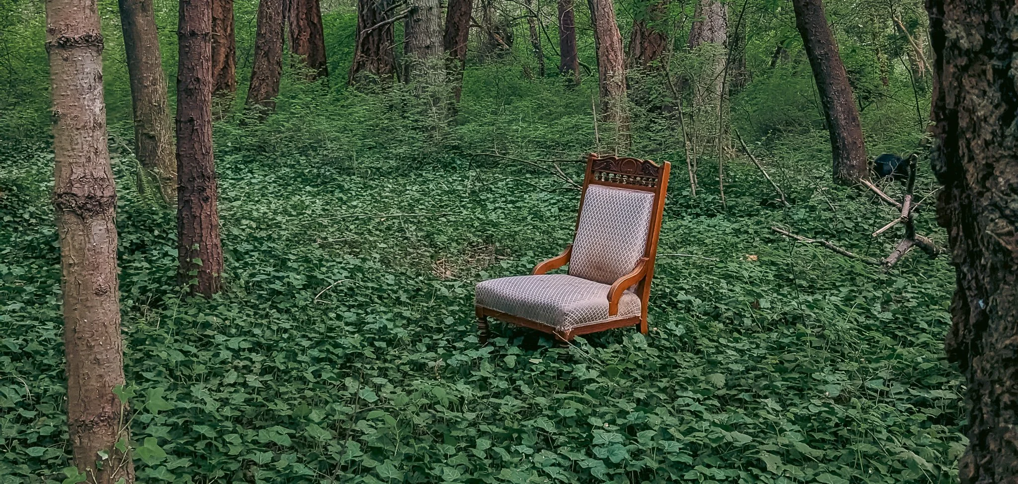 A chair placed in the middle of the forest