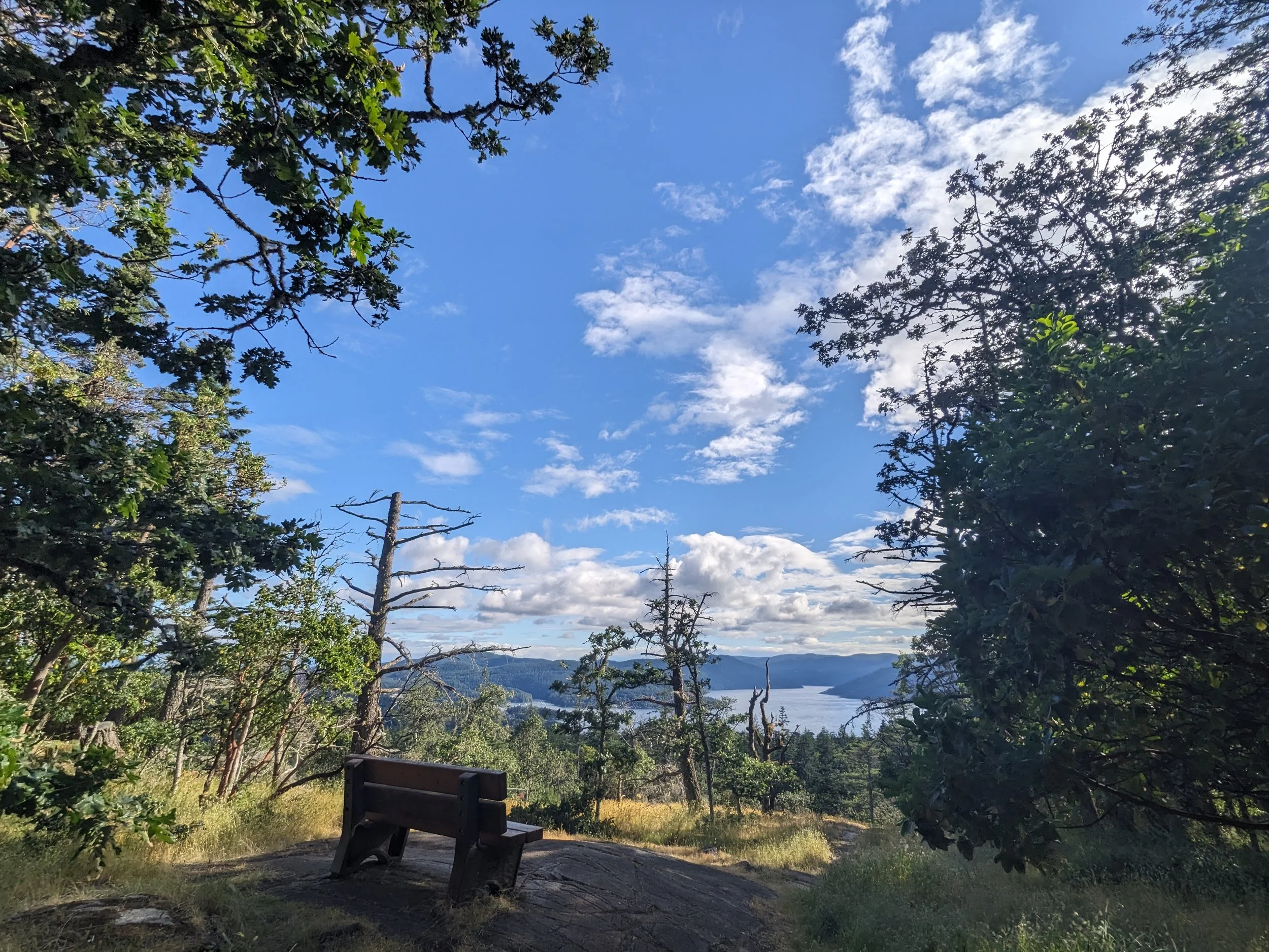a single bench overlooking the ocean and the forest