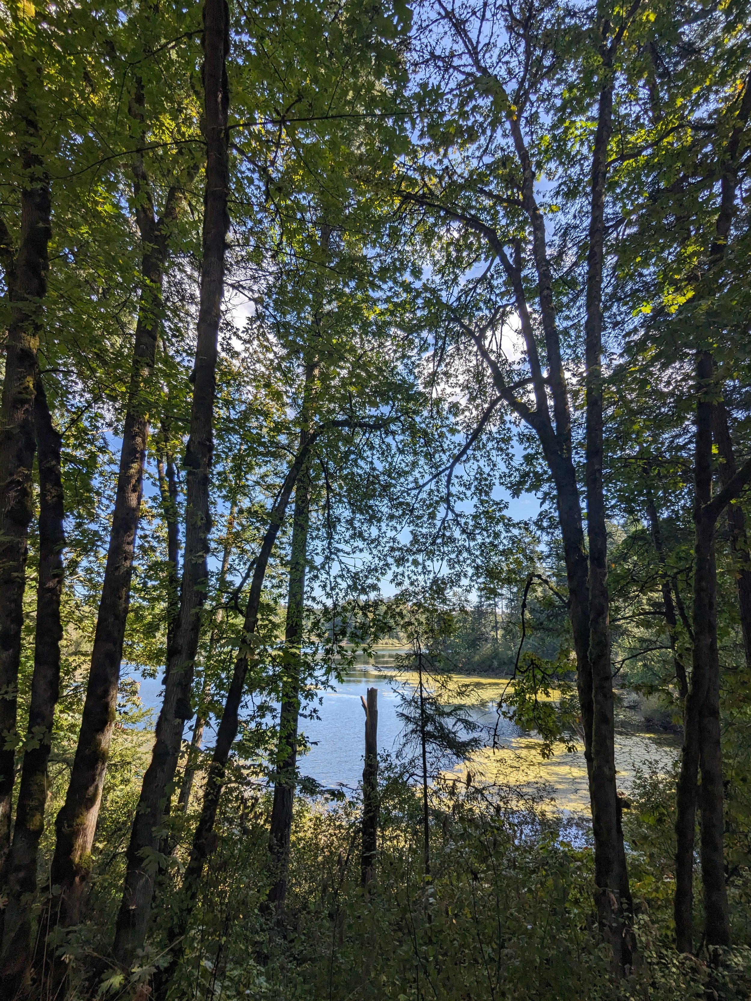 skinny trees surrounding a small lake.