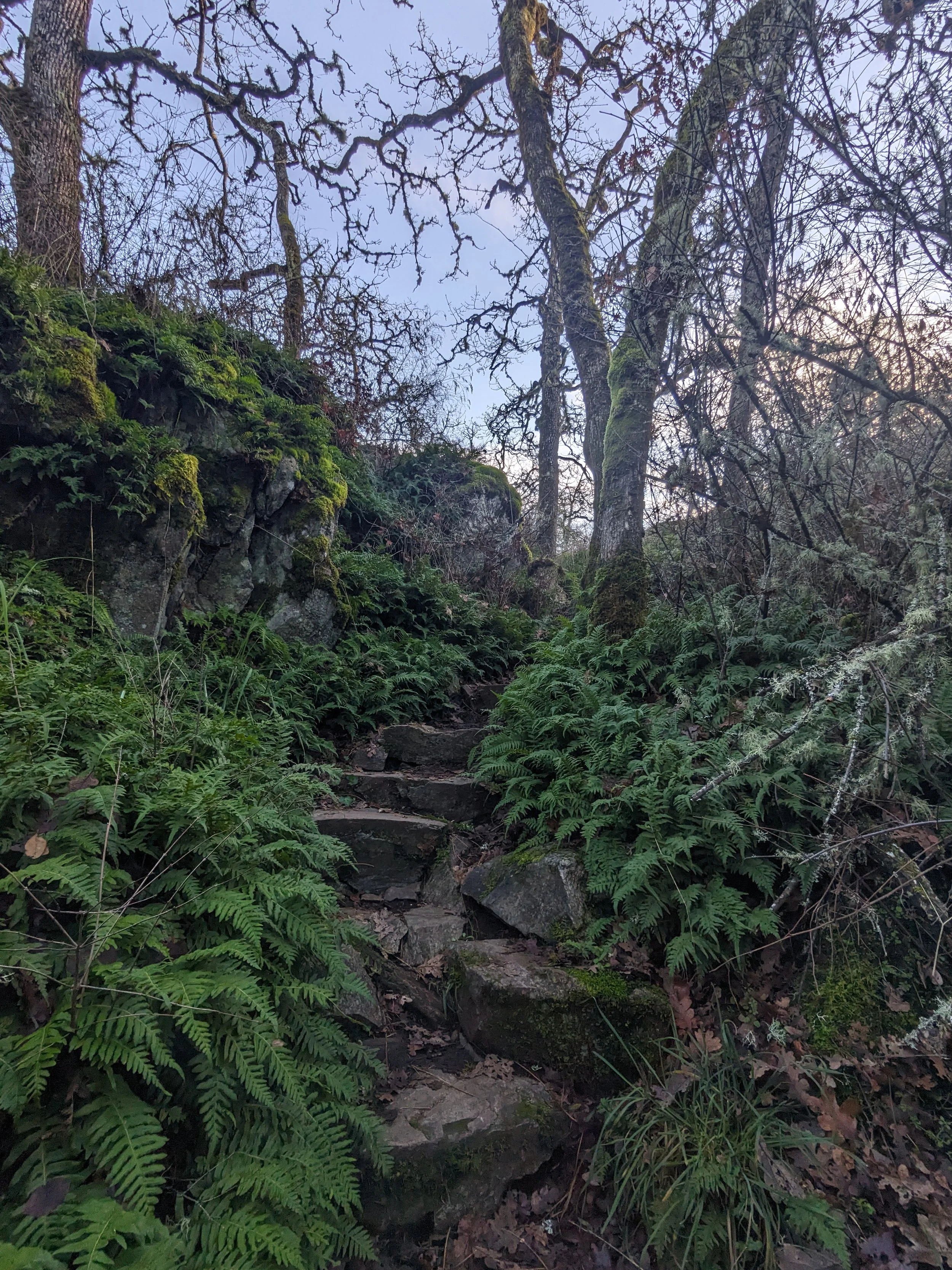 dean park's forest floor