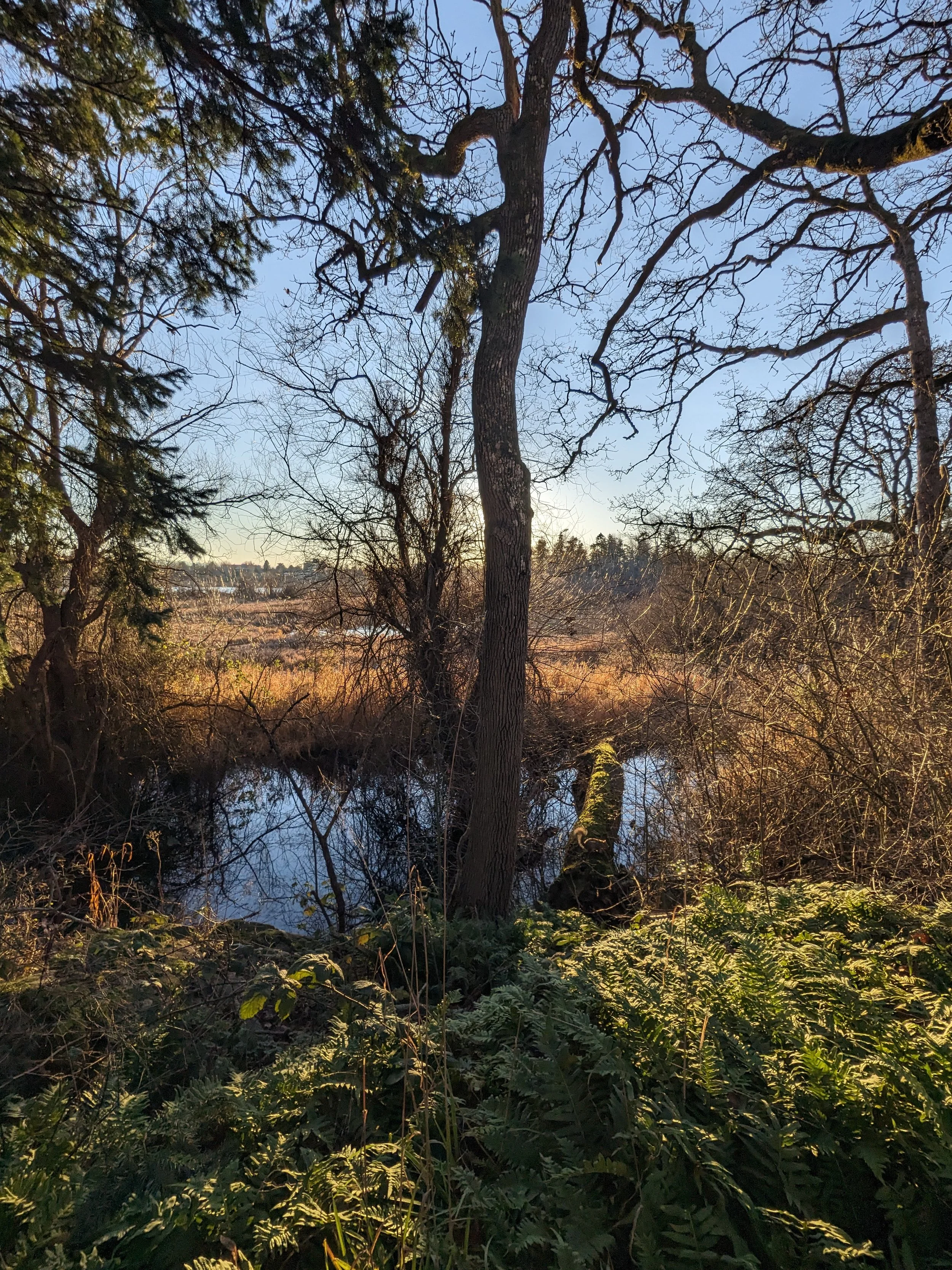 a single skinny tree standing before a small marsh.