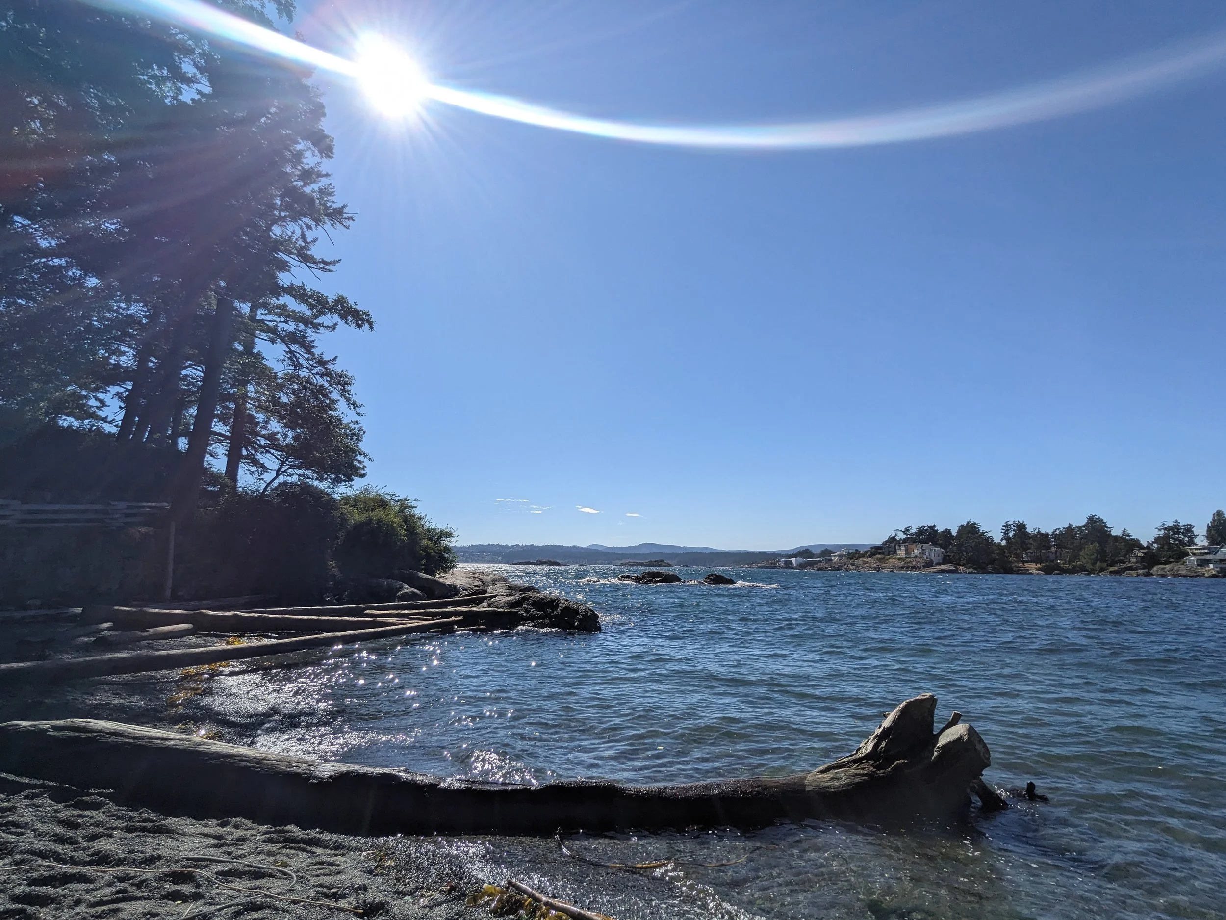 A sunny ocean with a few large thick trees on the shore.