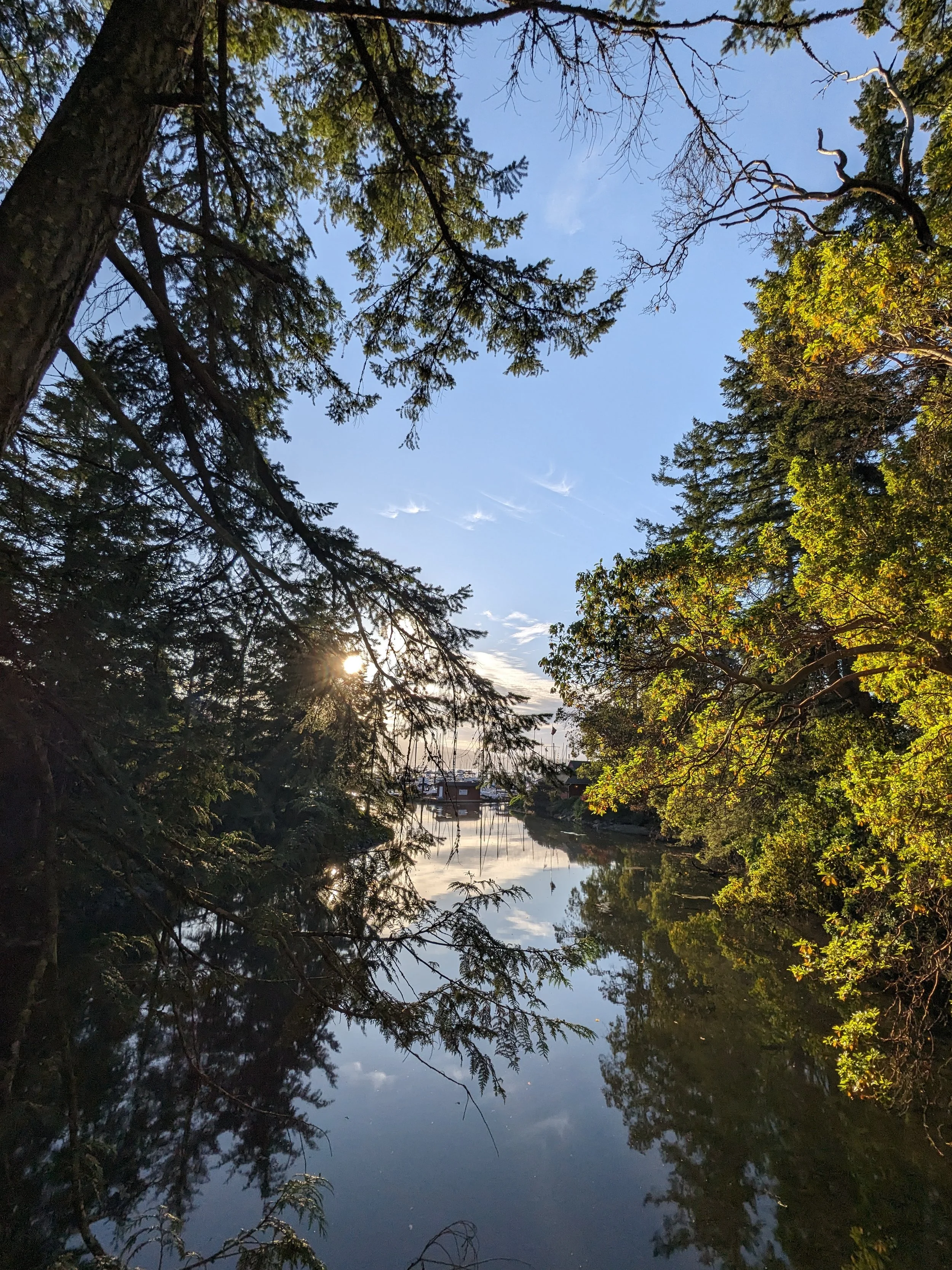 The sun shining brightly between two large green trees