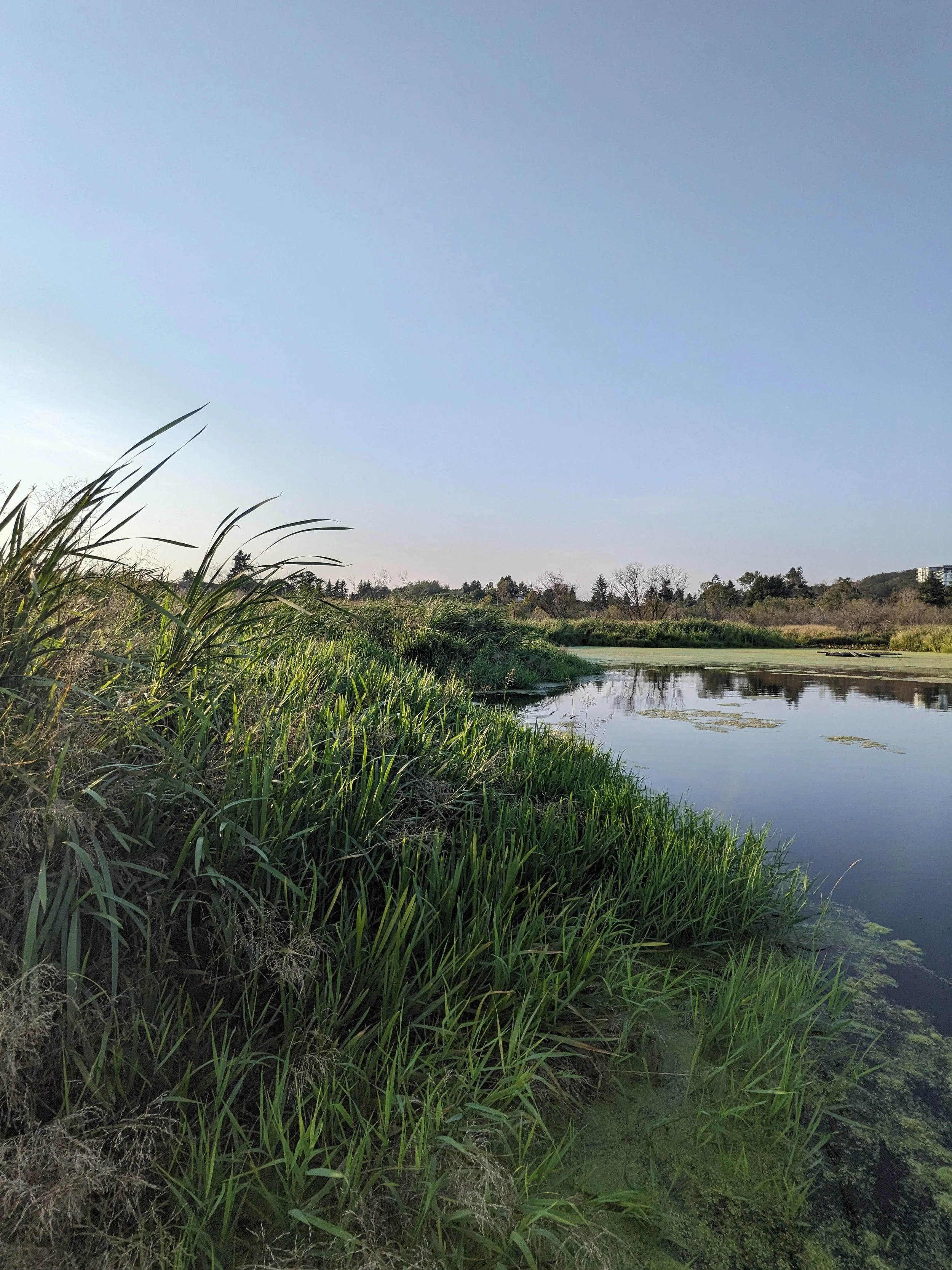 Tall sweetgrass surrounding a small algae covered lake.