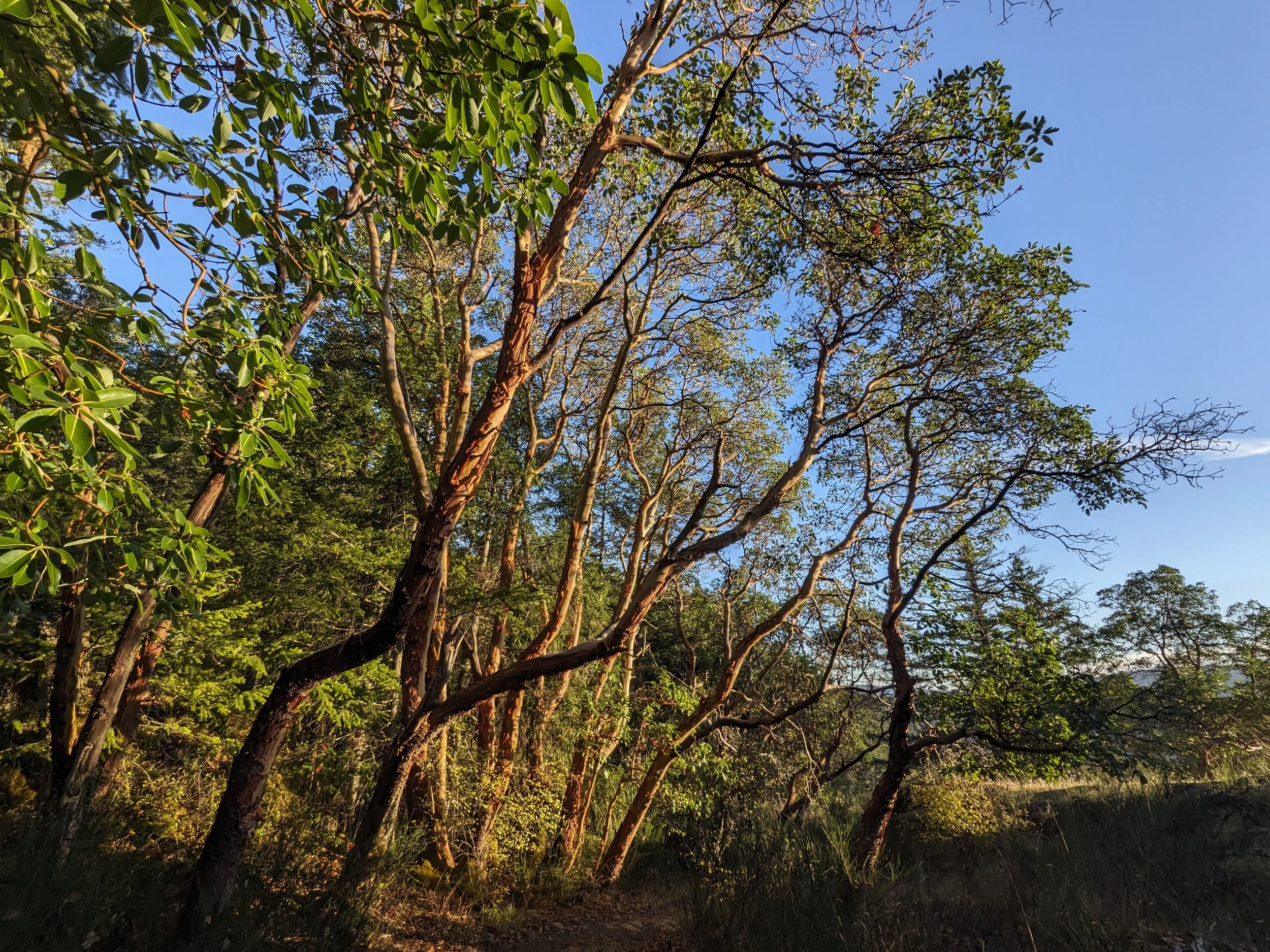 arbutus trees in the sunlight