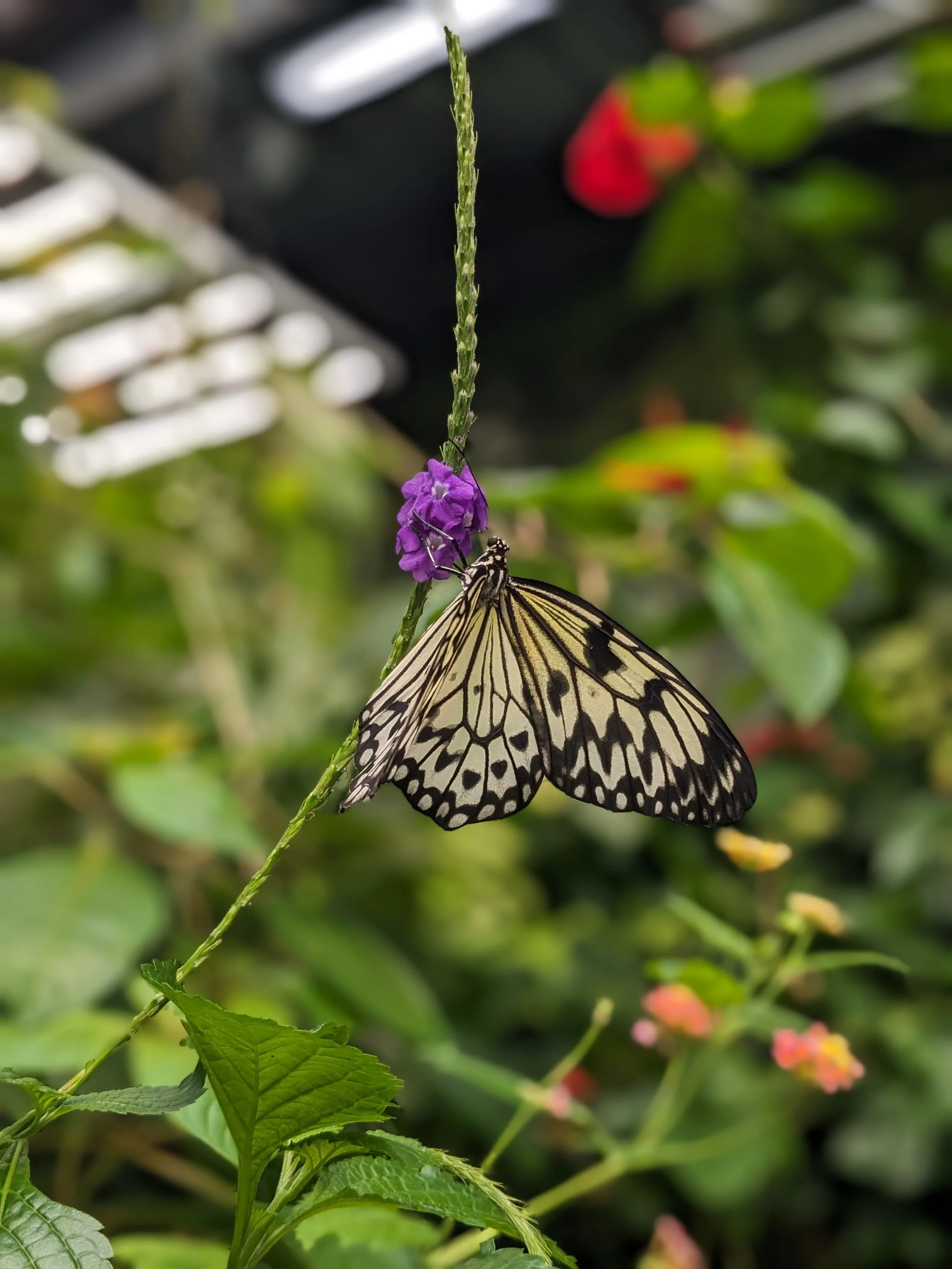 A butterfly on a flower