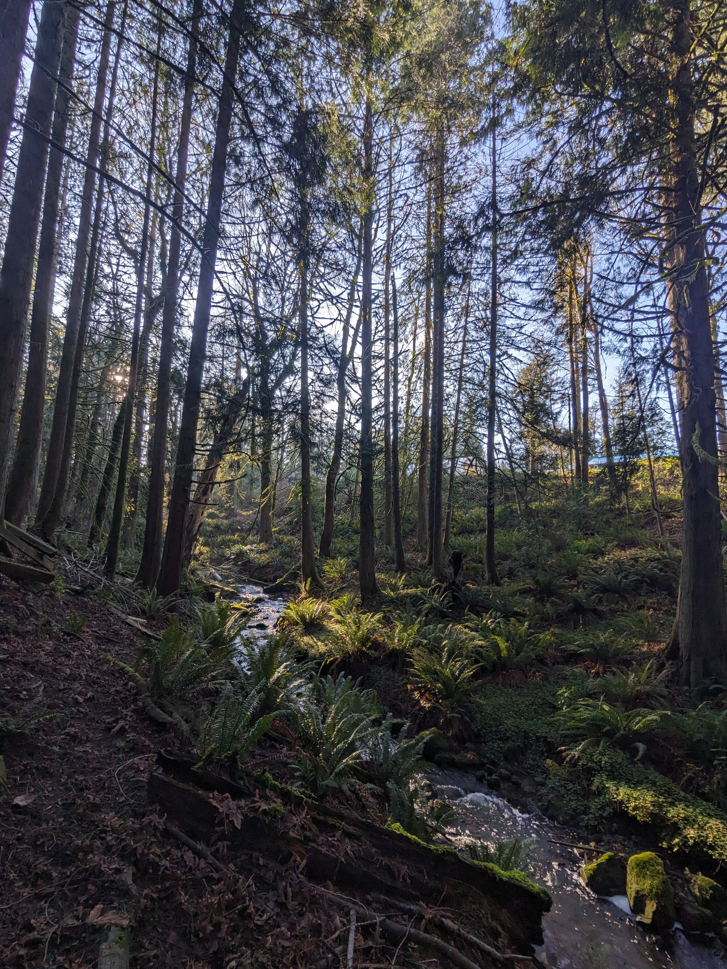skinny small trees with ferns scattered across the forest floor.