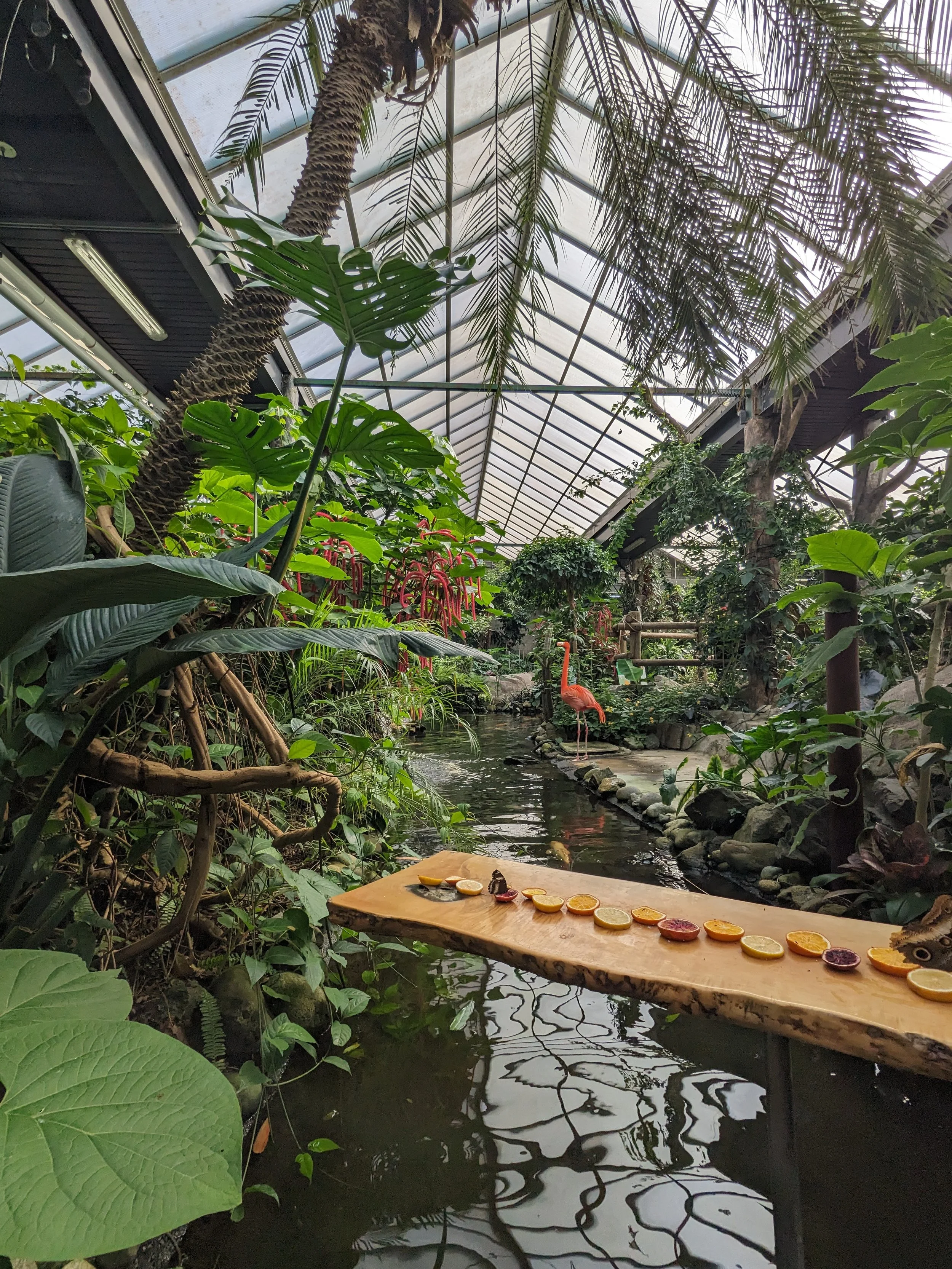 A flamingo stands in the distance with a row of citrus fruits lined up.