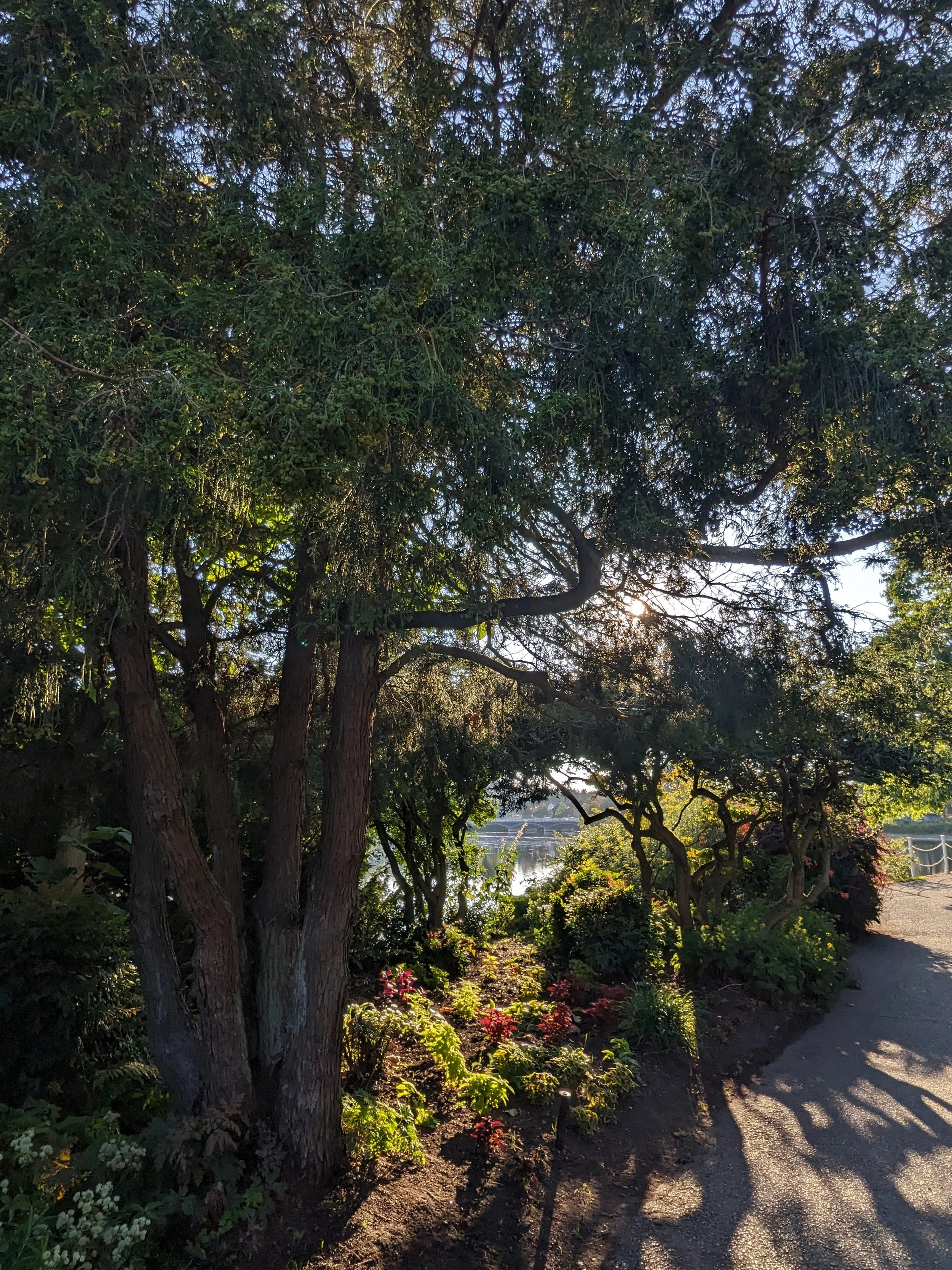 lush green trees with a small sliver of the ocean peeking through.