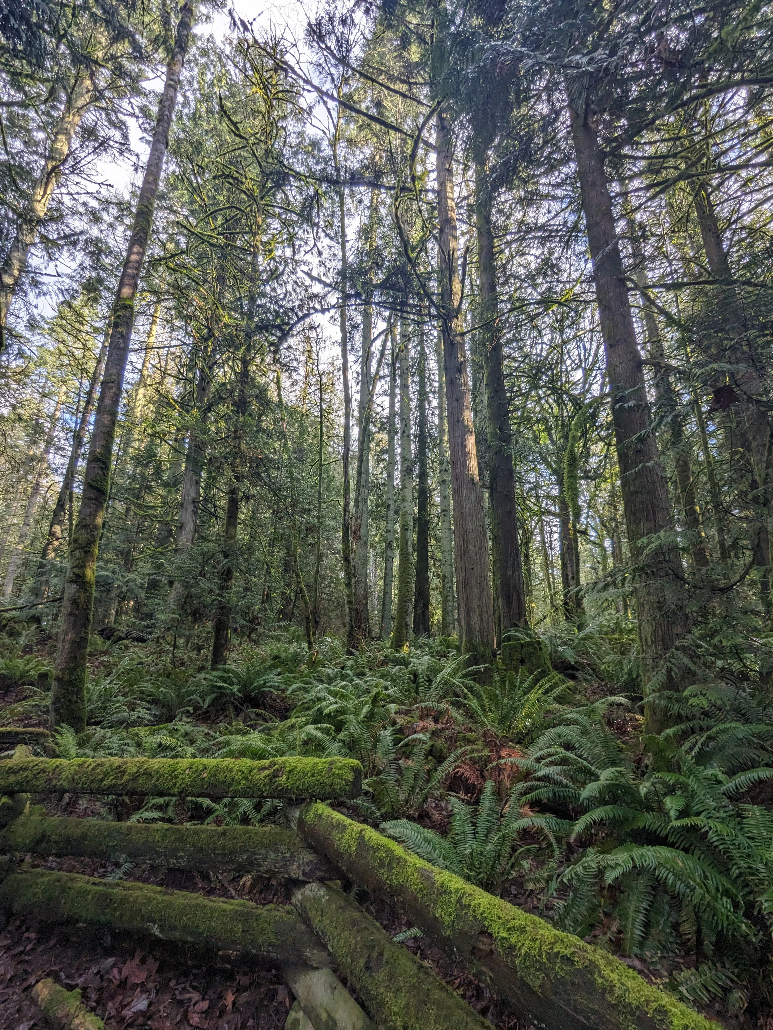trees in the forest with the sun peeking through and ferns on the forest floor.