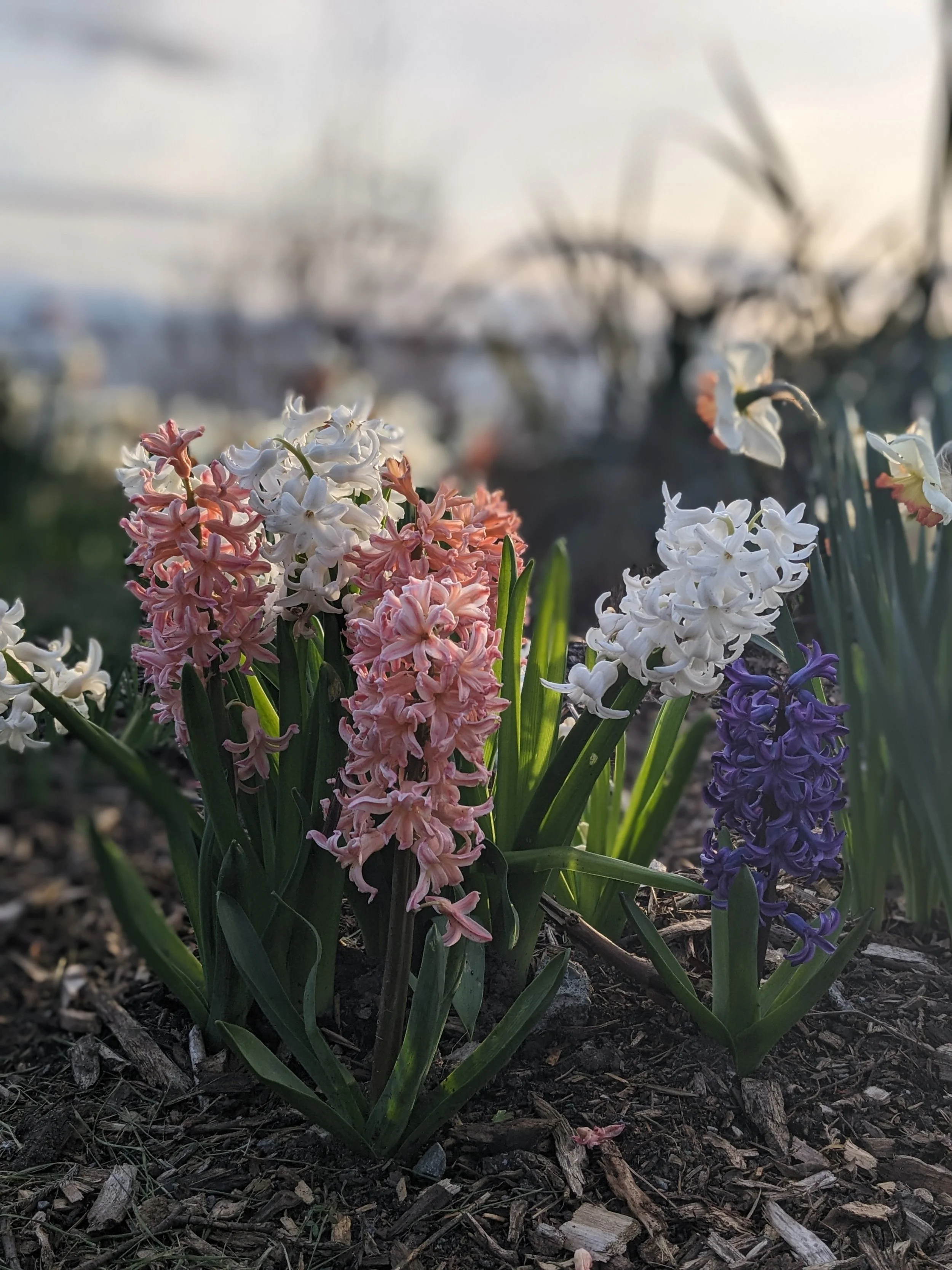 small colourful flowers in bloom.