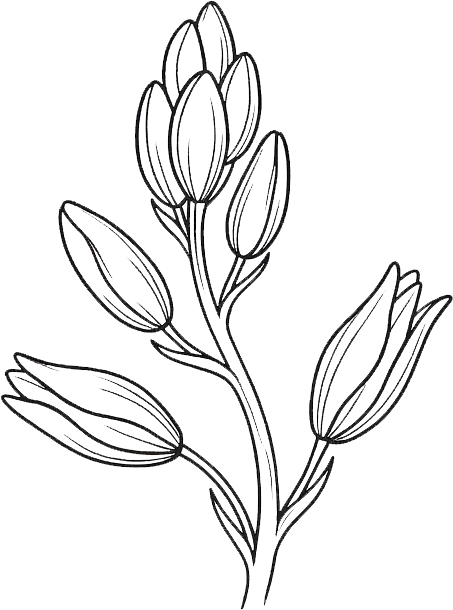 a camas flower before blooming icon