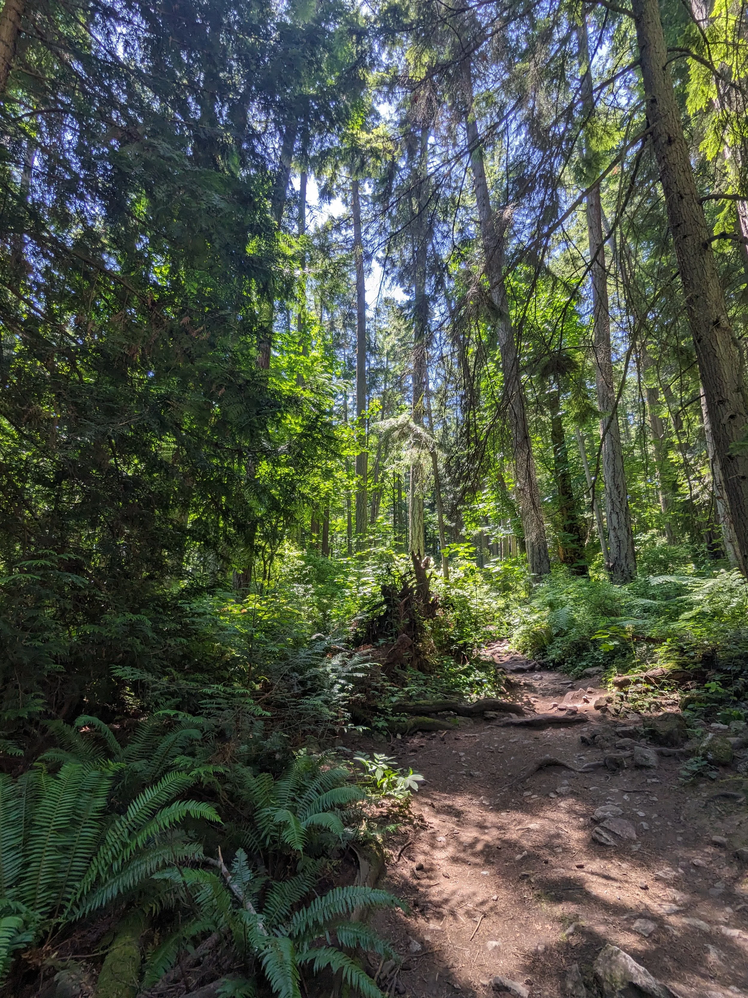 the forest with sun shining between the trees