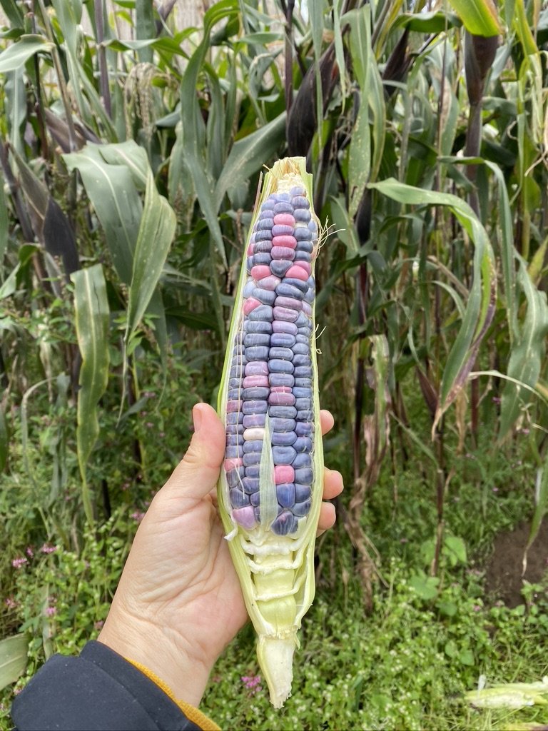 Ven a Sembrar: Domingo 26 de abril